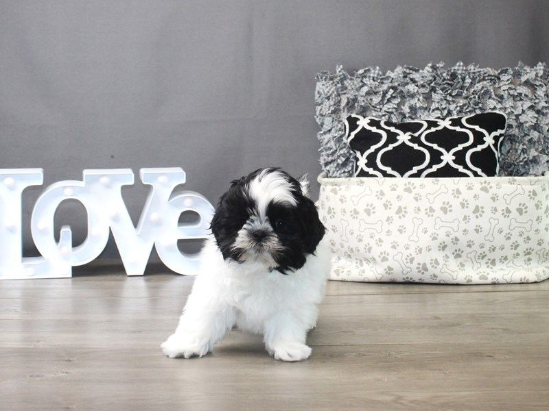 Shih Tzu | Black & White