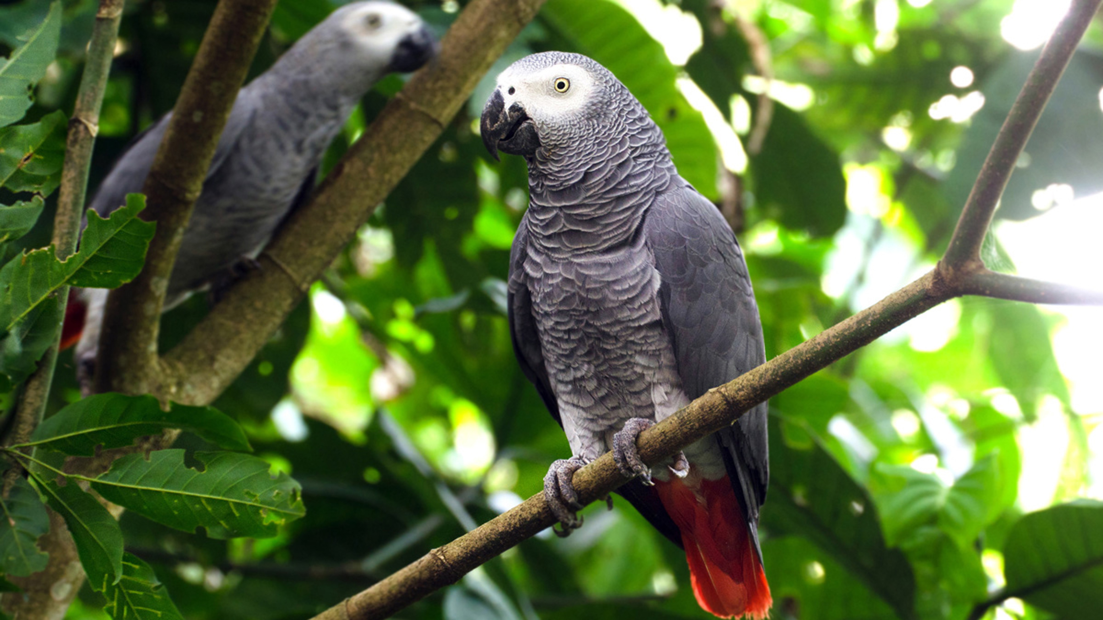 African Grey Parrot