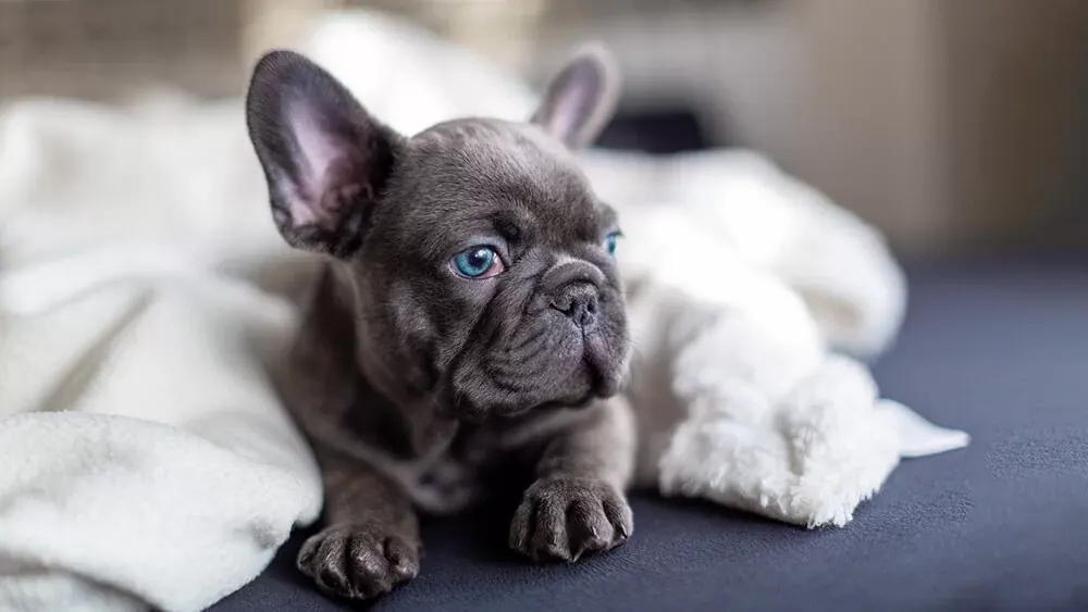 French Bulldog Puppy | Blue