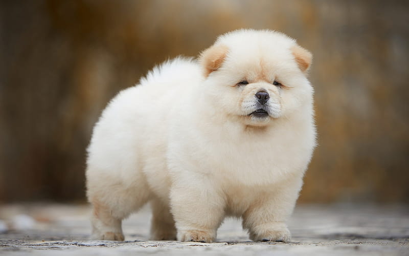 Chow Chow Puppies