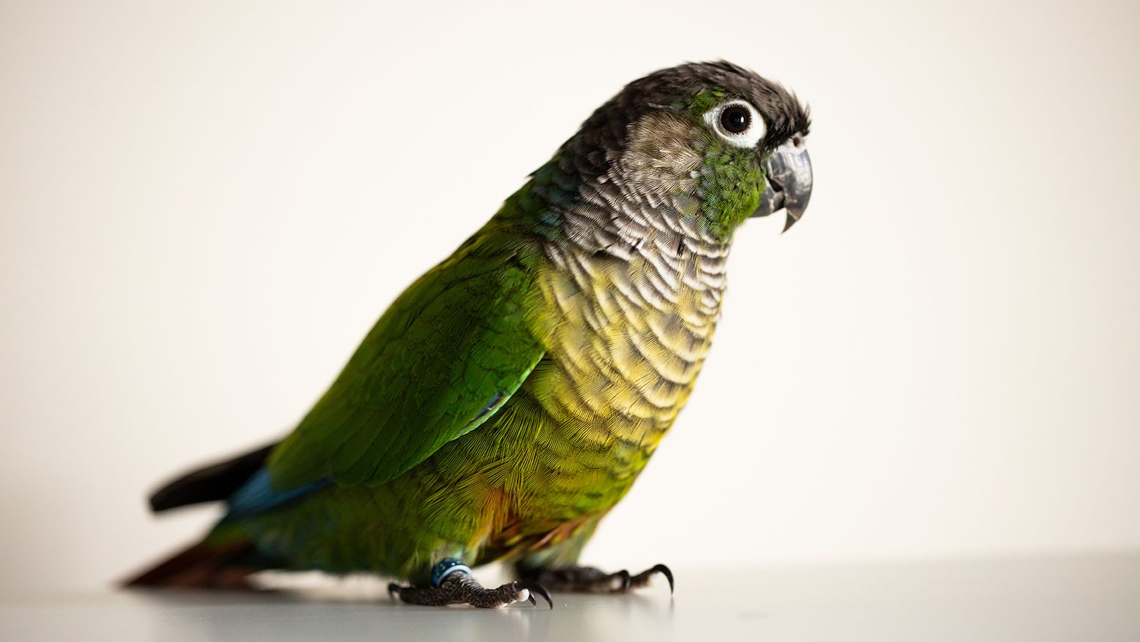 Green Cheek Conure