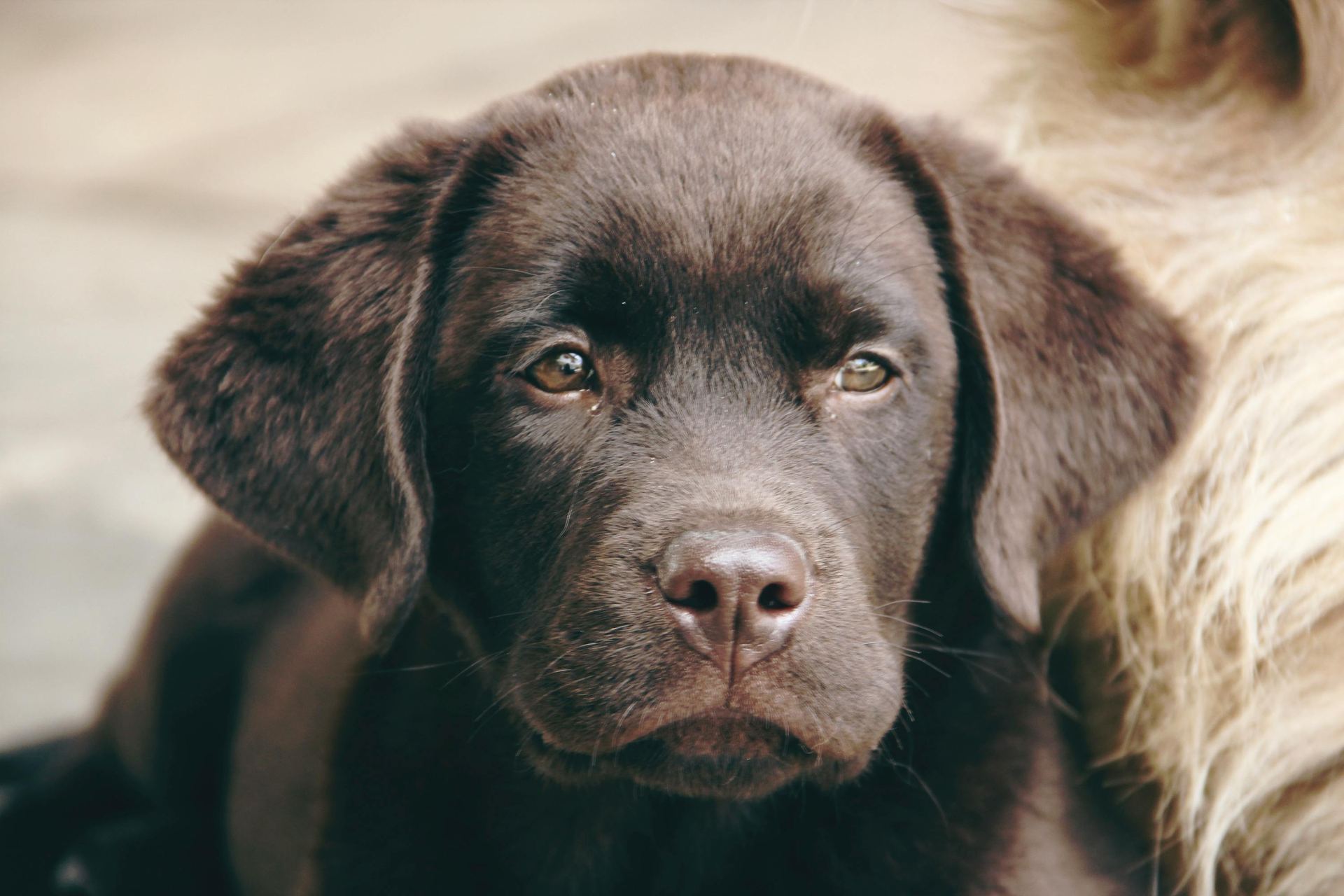 Labrador Retriever | Chocolate