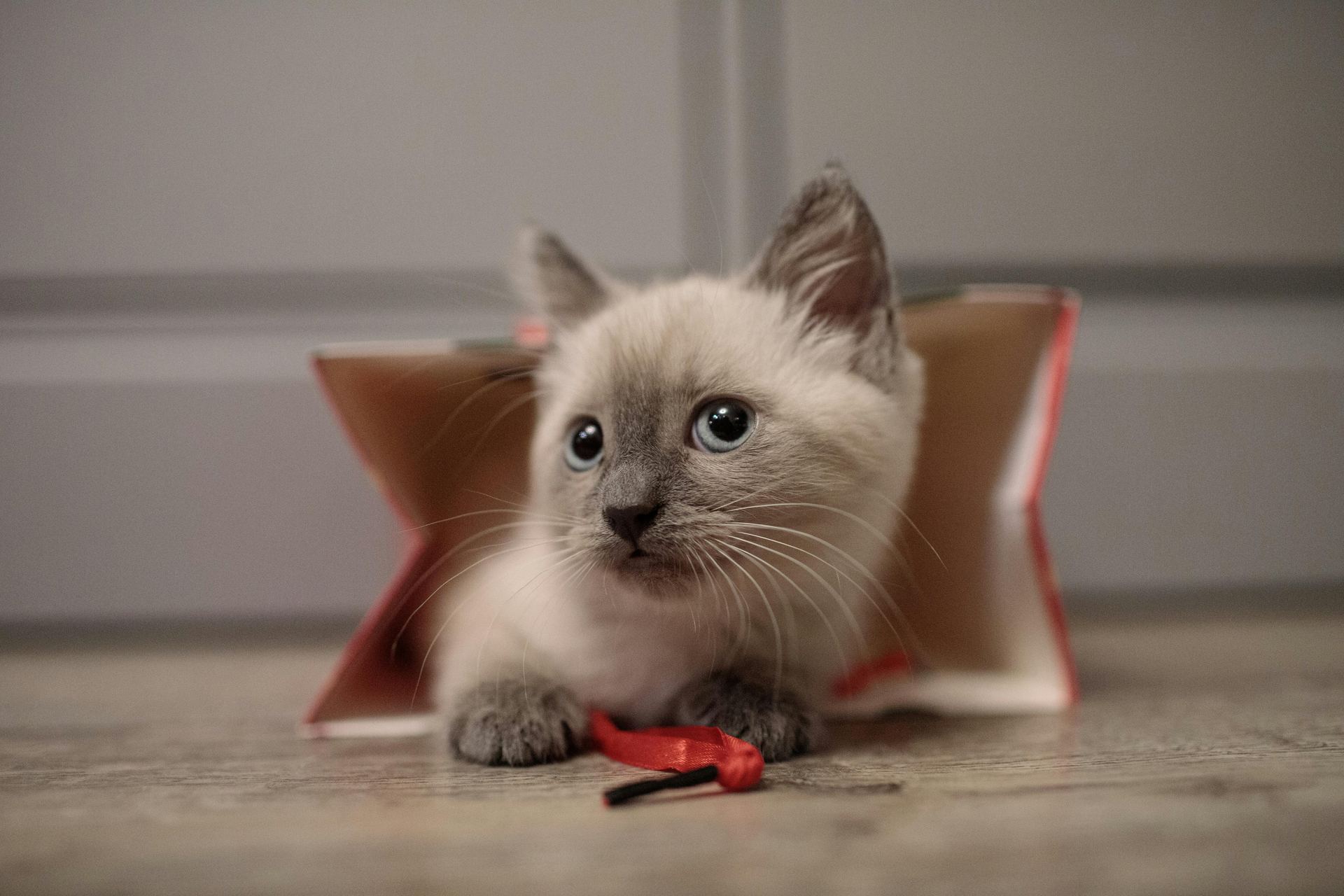 Himalayan Kitten - Himalayan Kitten
