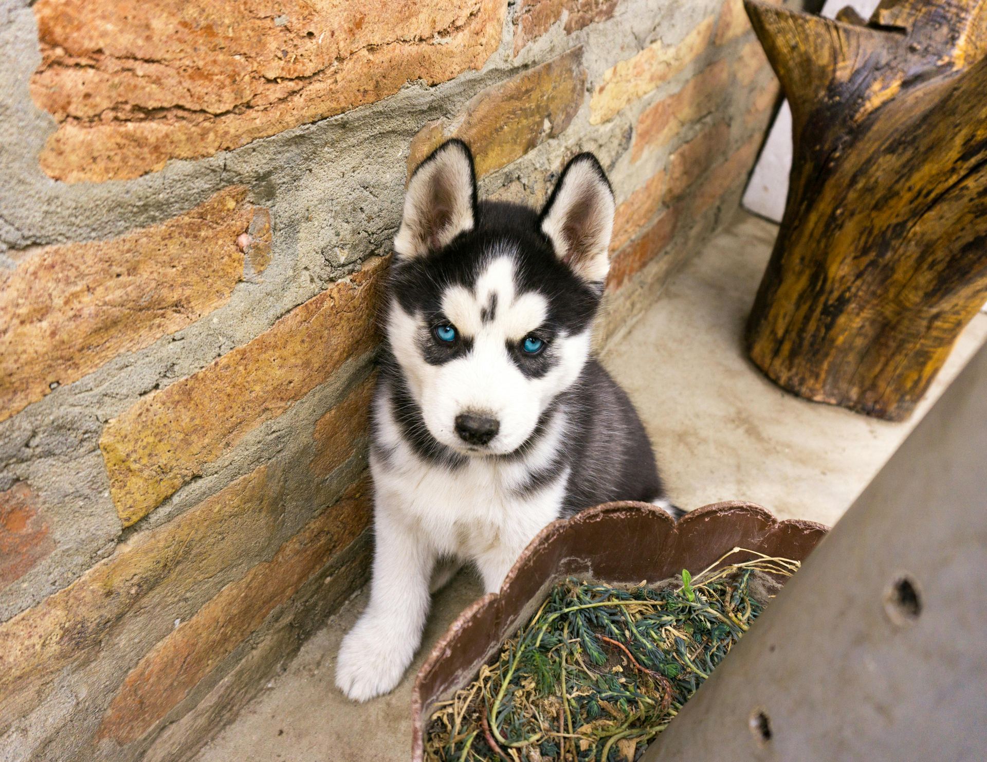 Siberian Husky Puppy | Black & White Color - Siberian Husky Puppy | Black & White Color