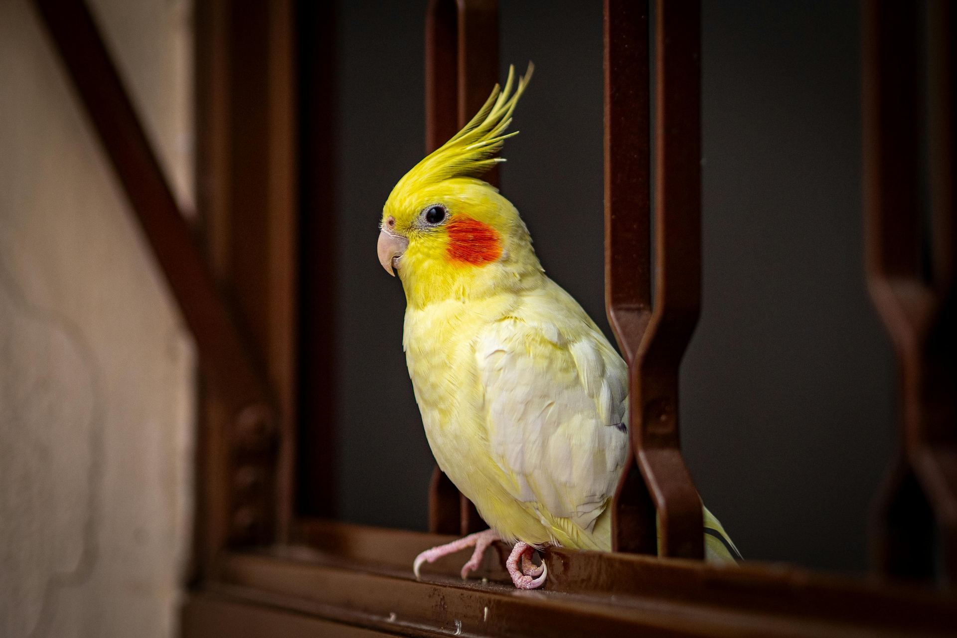 Lutino Cockatiel