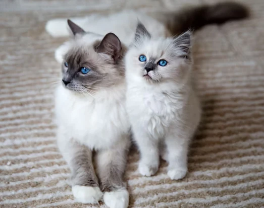 Ragdoll Kitten