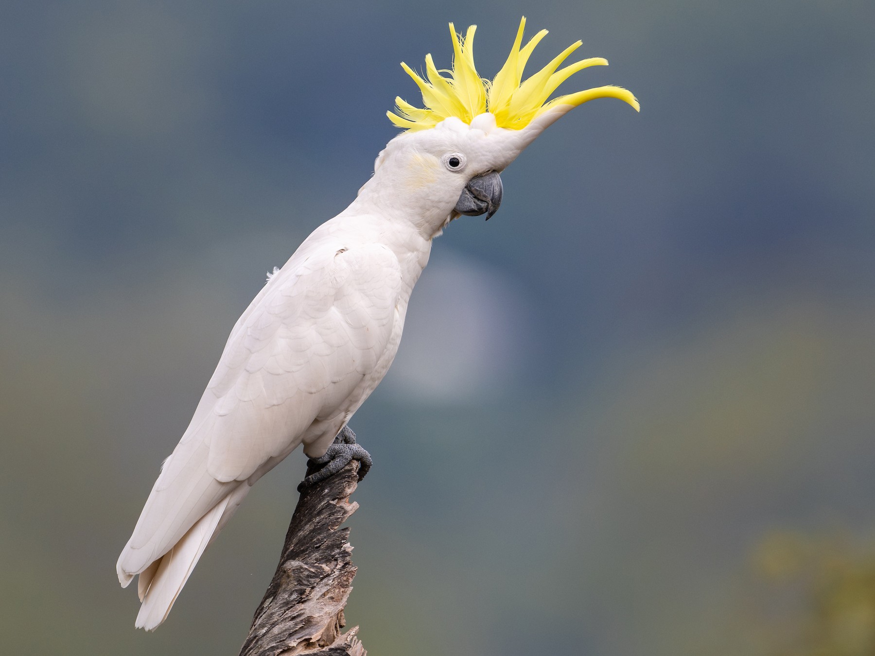 Sulphur Crested Cockatoo
