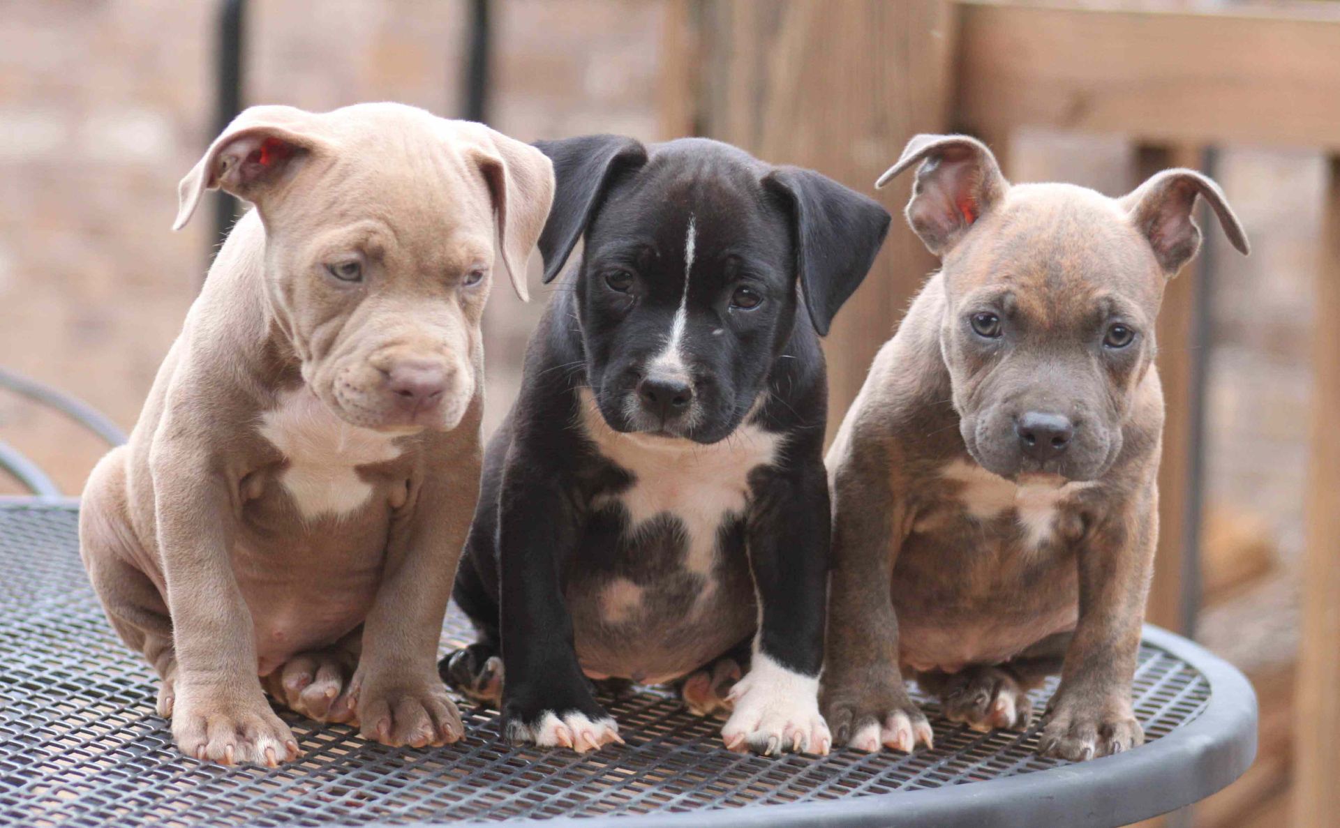 Pitbull Terrier Puppy - Pitbull Terrier Puppy - in Nearby Pets India - Pitbull Terrier Puppy