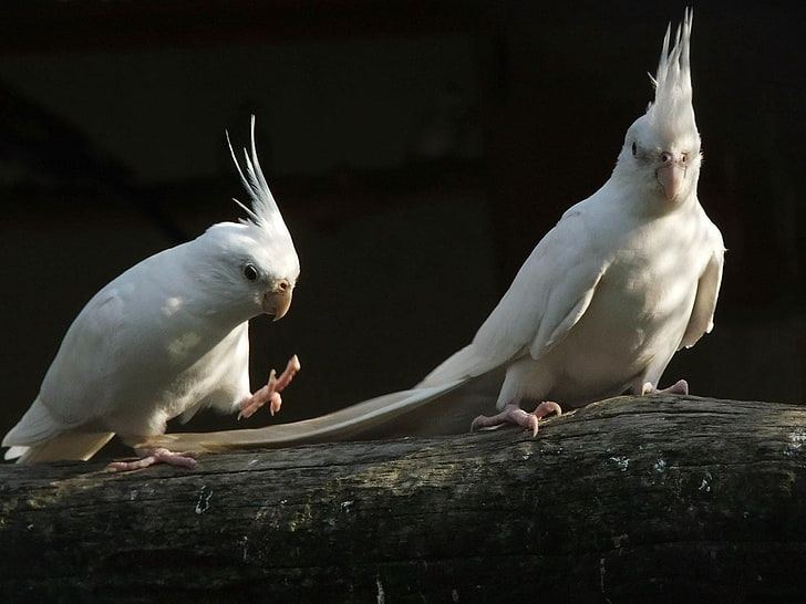 Cockatiel | Albino for sale in Sector-10 A