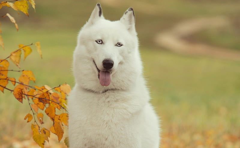 Siberian Husky Puppy | White Color