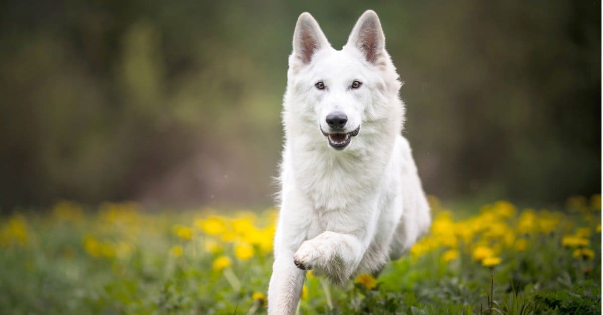 German Shepherd Puppy | Pure White