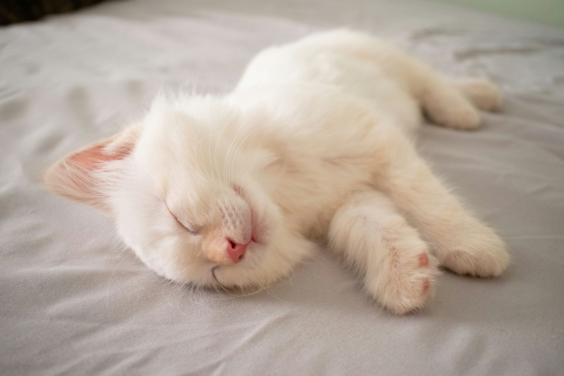 Ragdoll Kittens kitten available in Aklimpur
