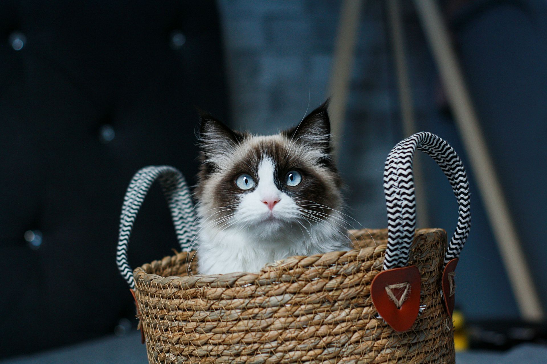 Ragdoll Kittens cat in Aklimpur