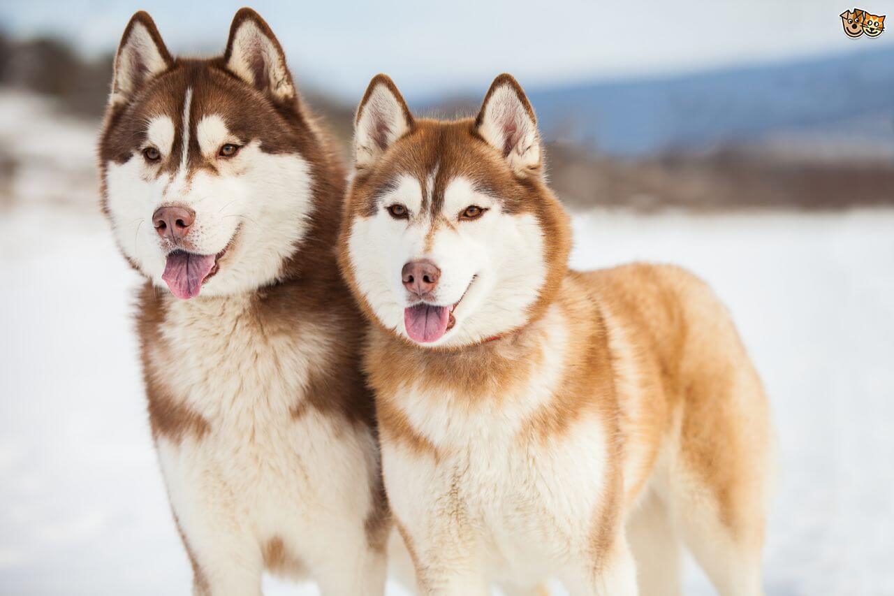 Siberian Husky Puppy | Copper & White Color