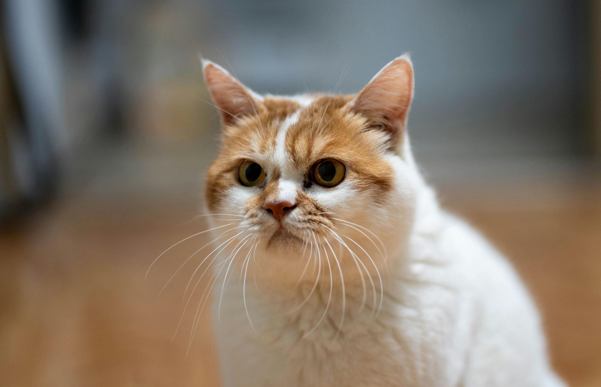 Exotic Short Hair Kittens cat in Aklimpur