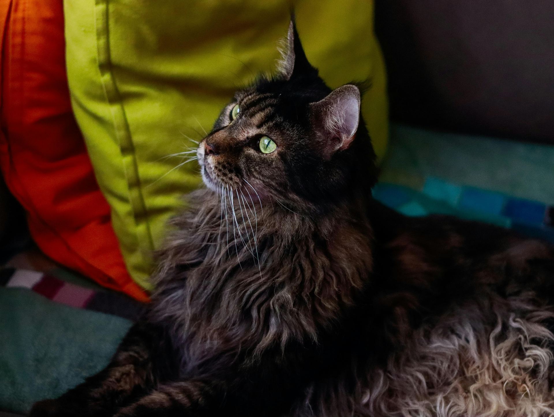 Buy Maine Coon Kitten in Aklimpur