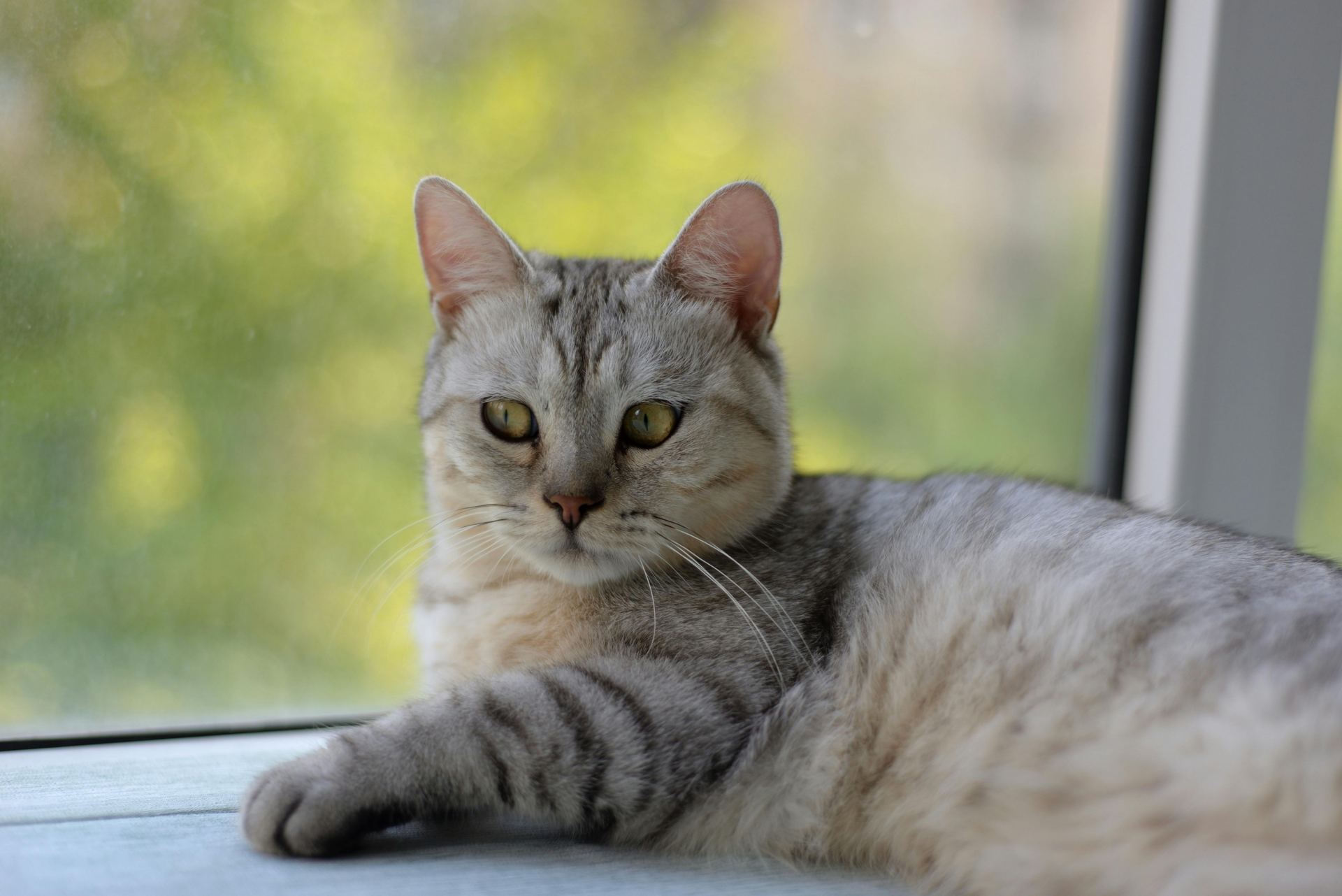 Buy American Short Hair  Kitten in Ashok Vihar Phase II