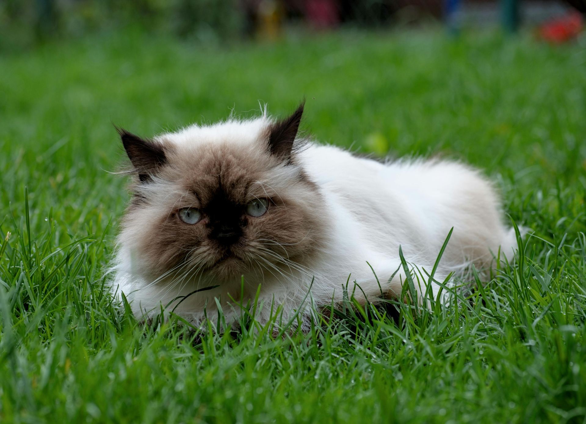 Himalayan Kittens kitten available in Aklimpur