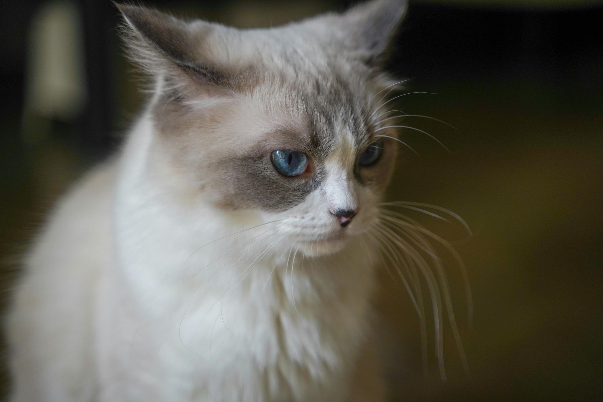 Buy Ragdoll Kittens in Aklimpur