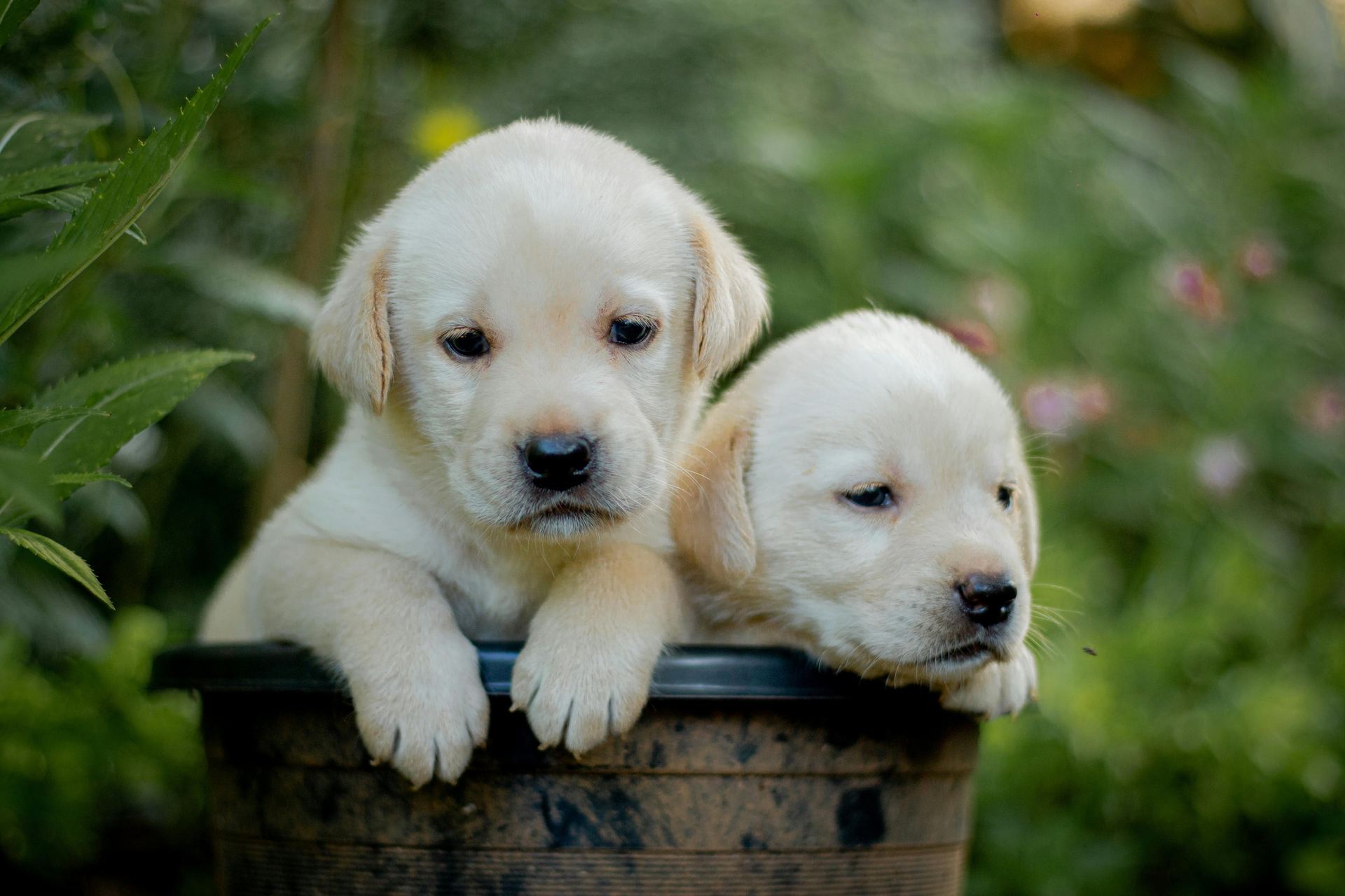 Labrador Retriever Puppy | White Color