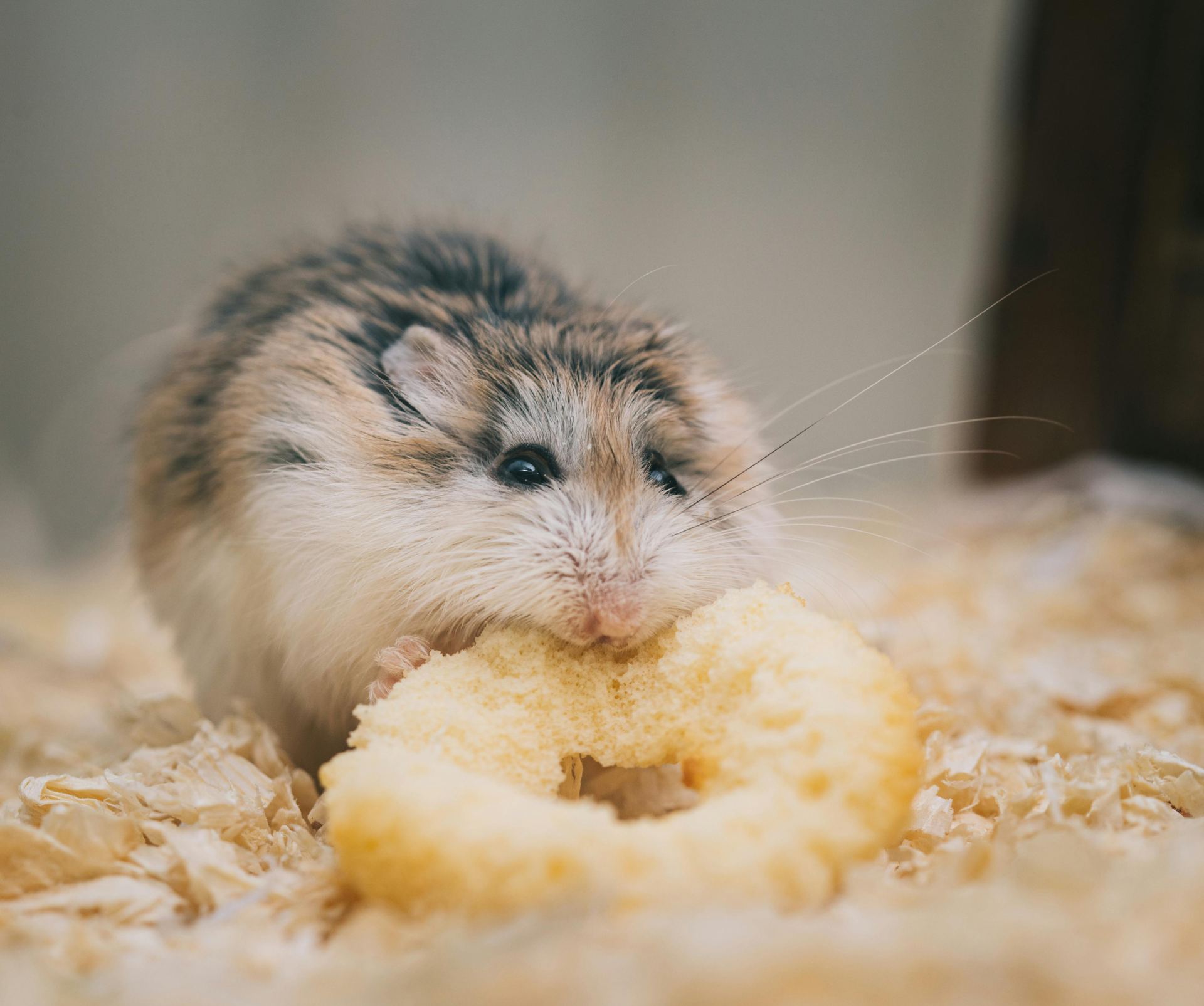 Buy Hamsters in Basharia