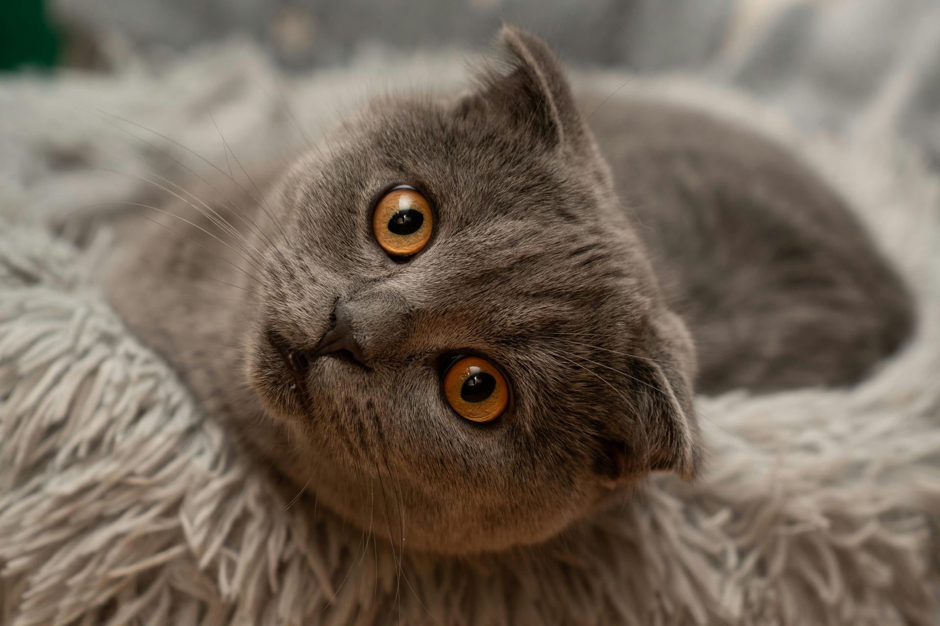 Scottish Fold Kitten | Standard Grey kitten available in Ashok Vihar Phase II