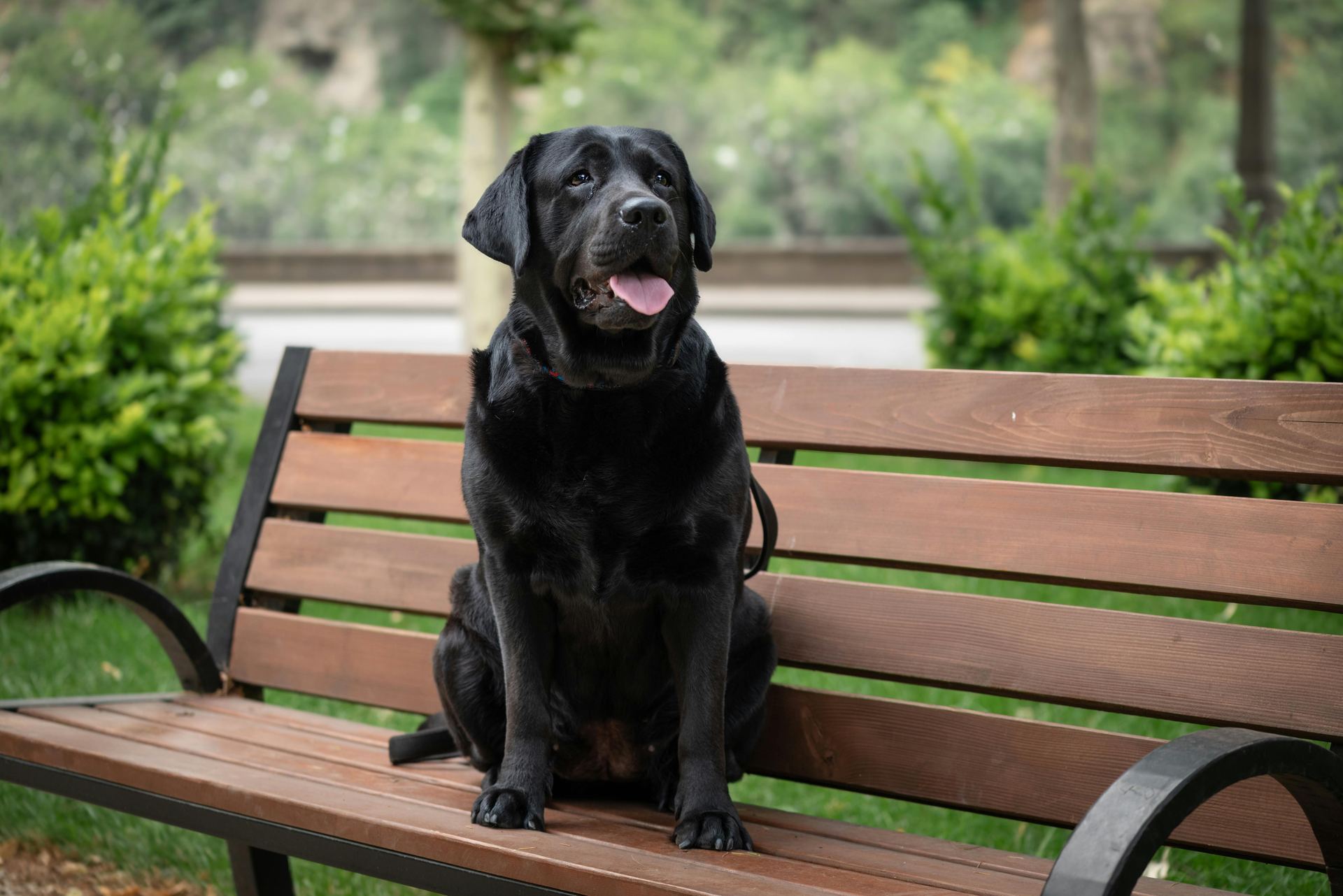 Labrador Retriever Puppy | Black Color available in Aklimpur