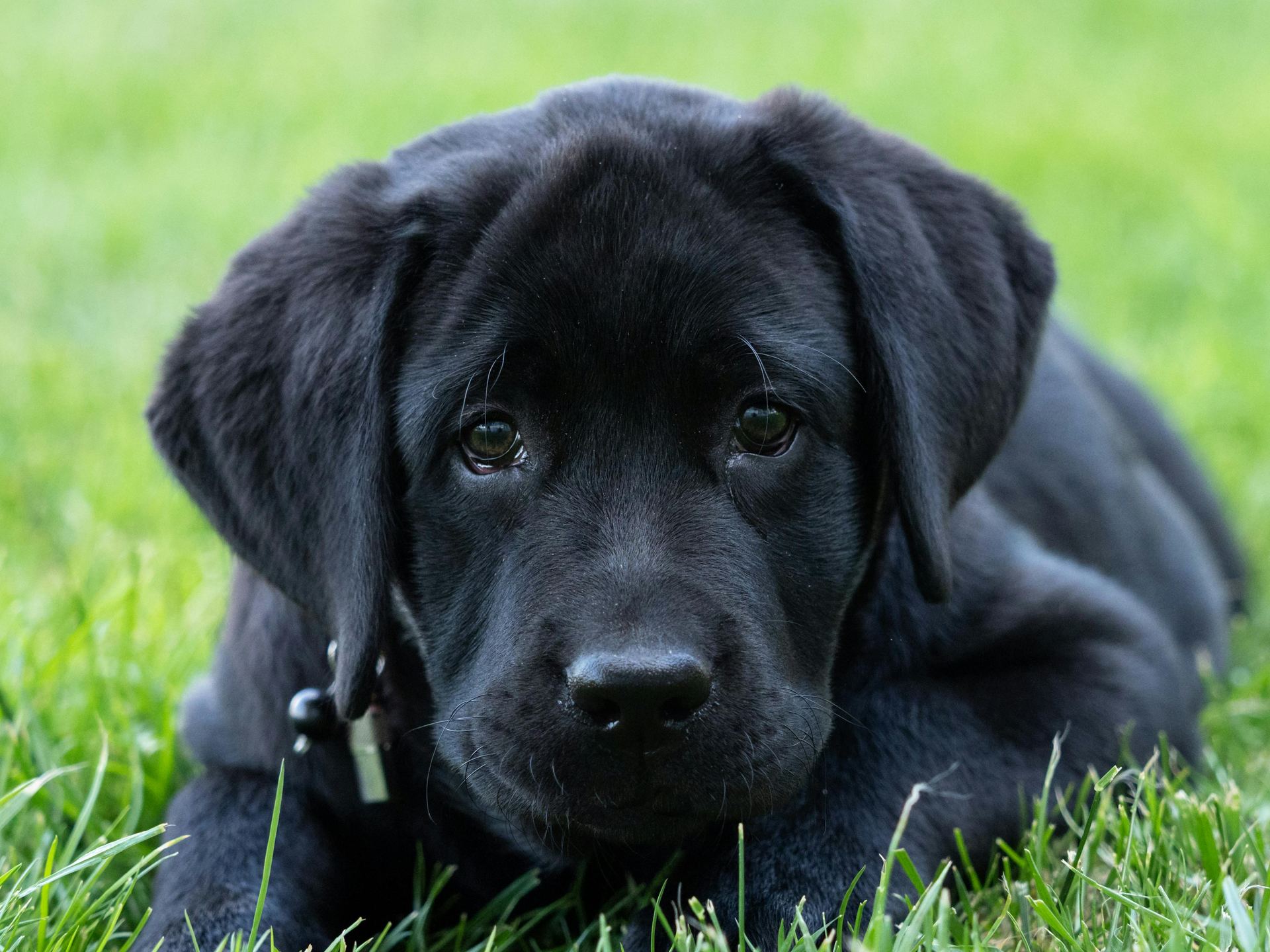 Labrador Retriever Puppy | Black Color