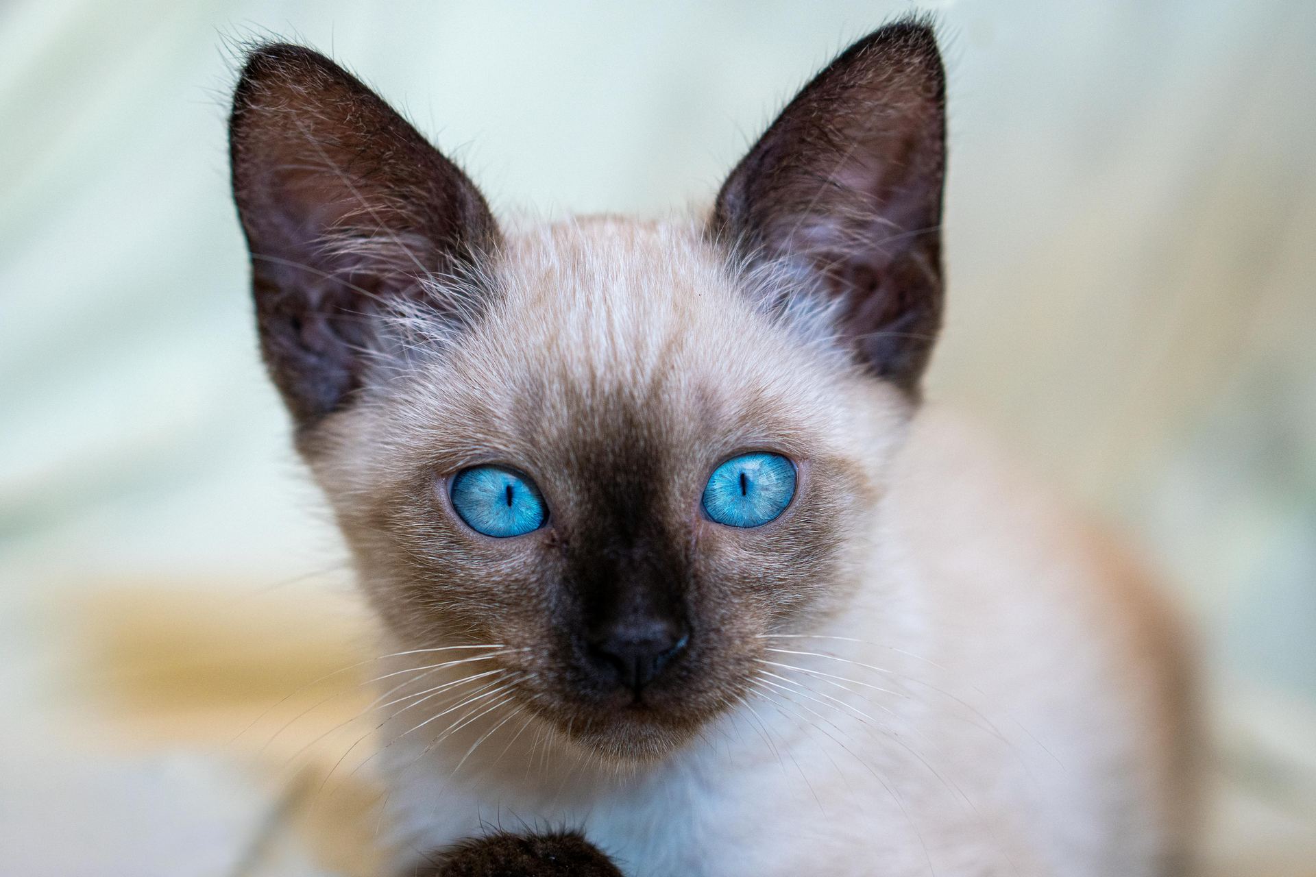 Buy Siamese Kitten in Aklimpur