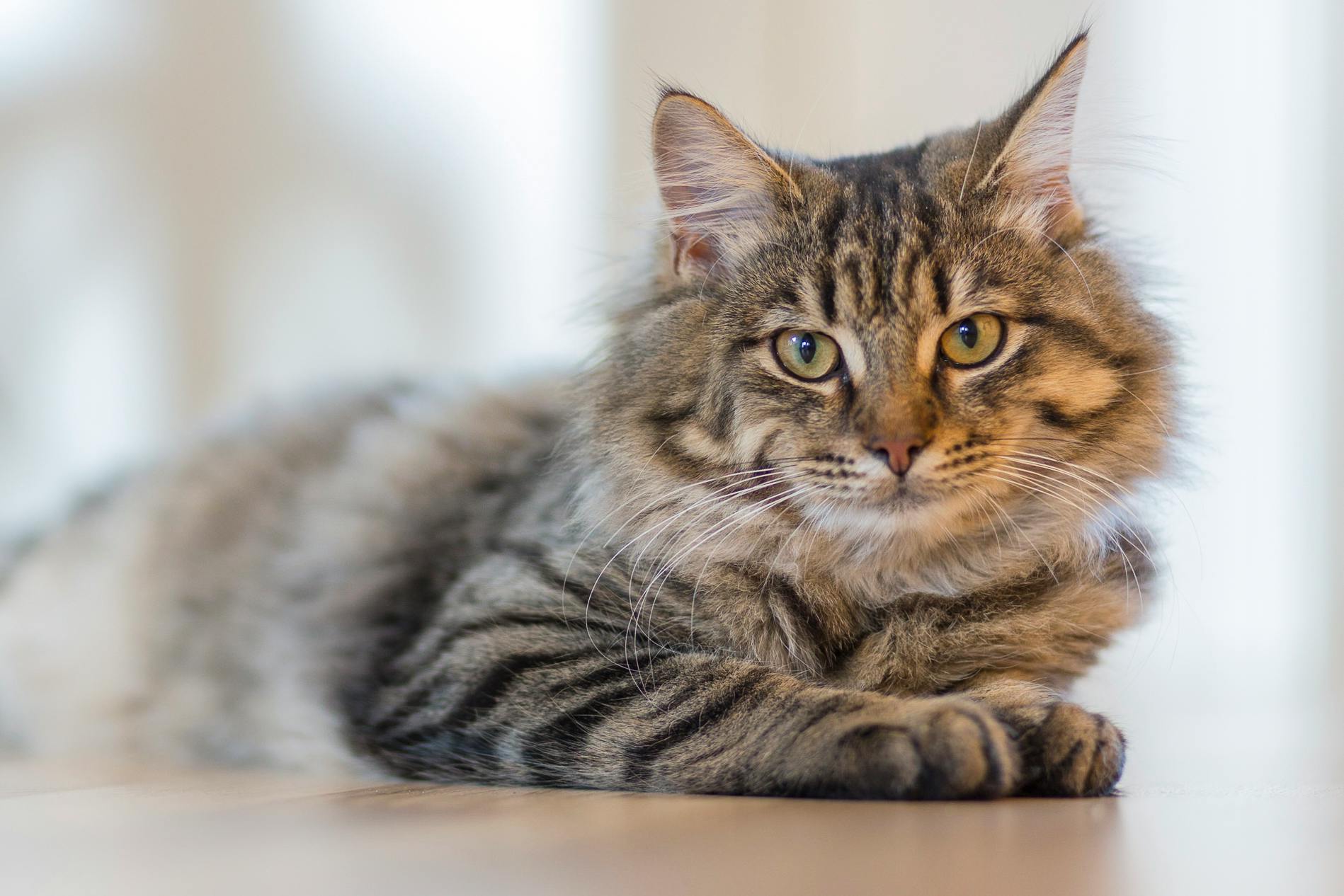 Siberian Kitten