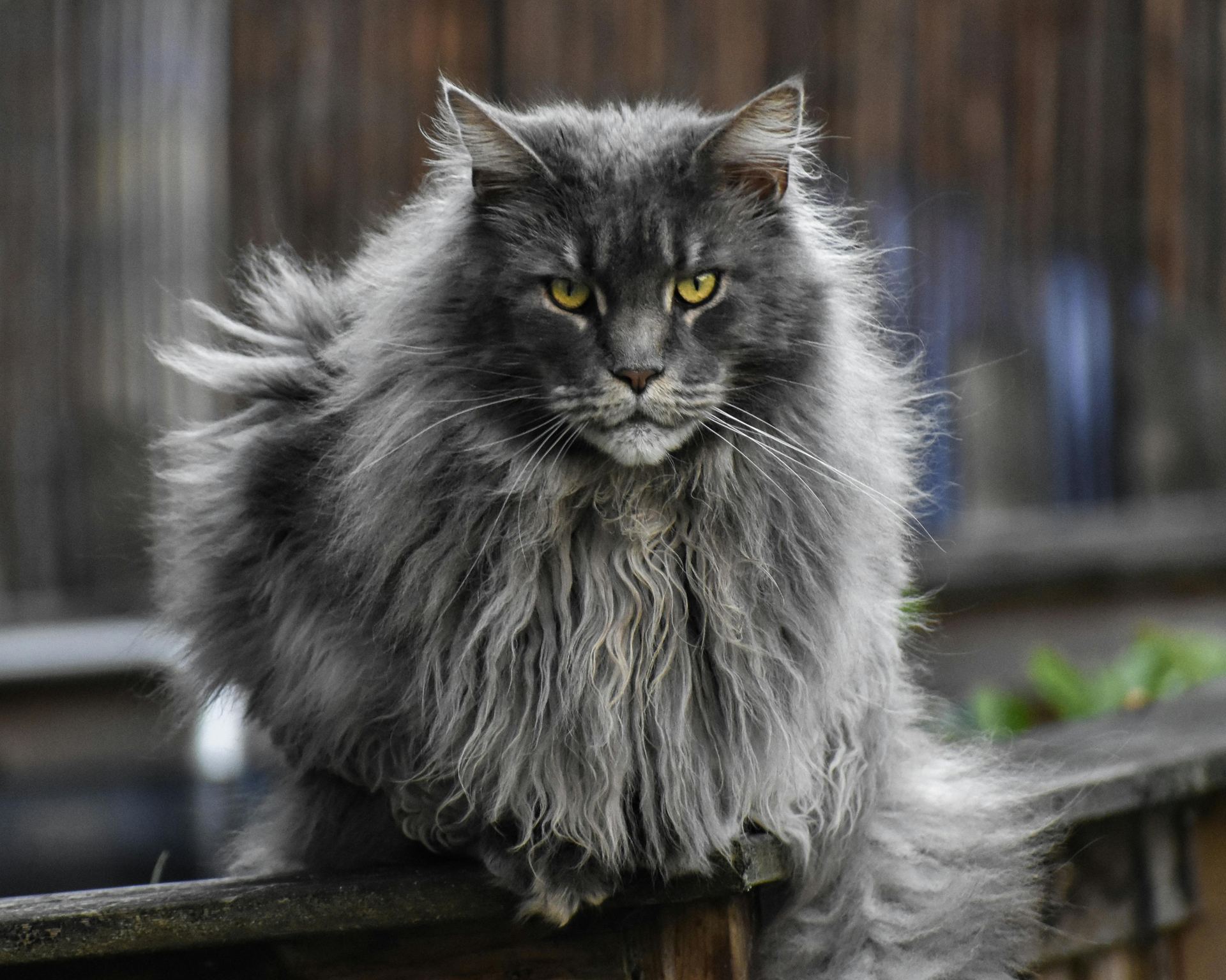 Maine Coon Kitten cat in Aklimpur