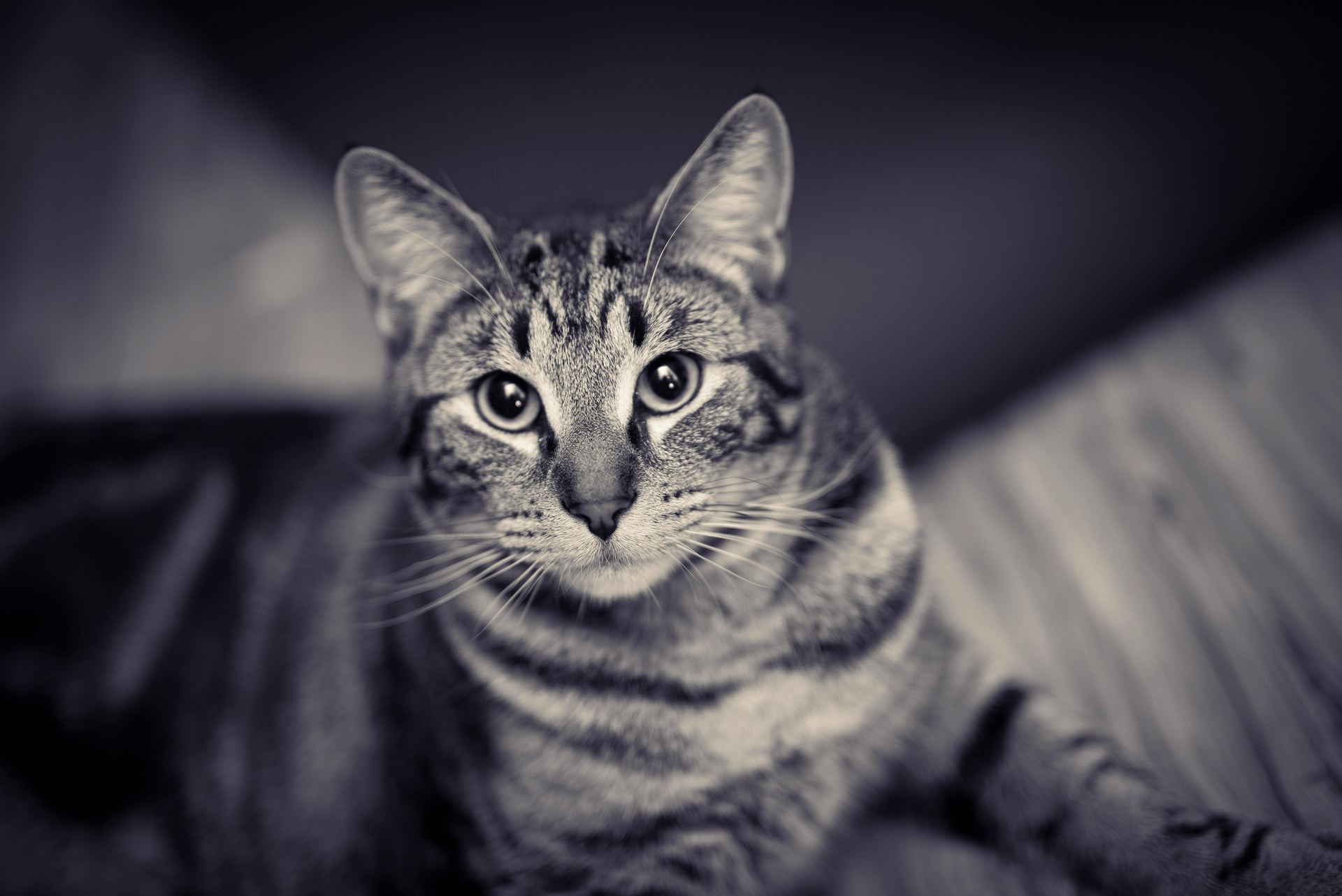 American Short Hair  Kitten kitten available in Ashok Vihar Phase II