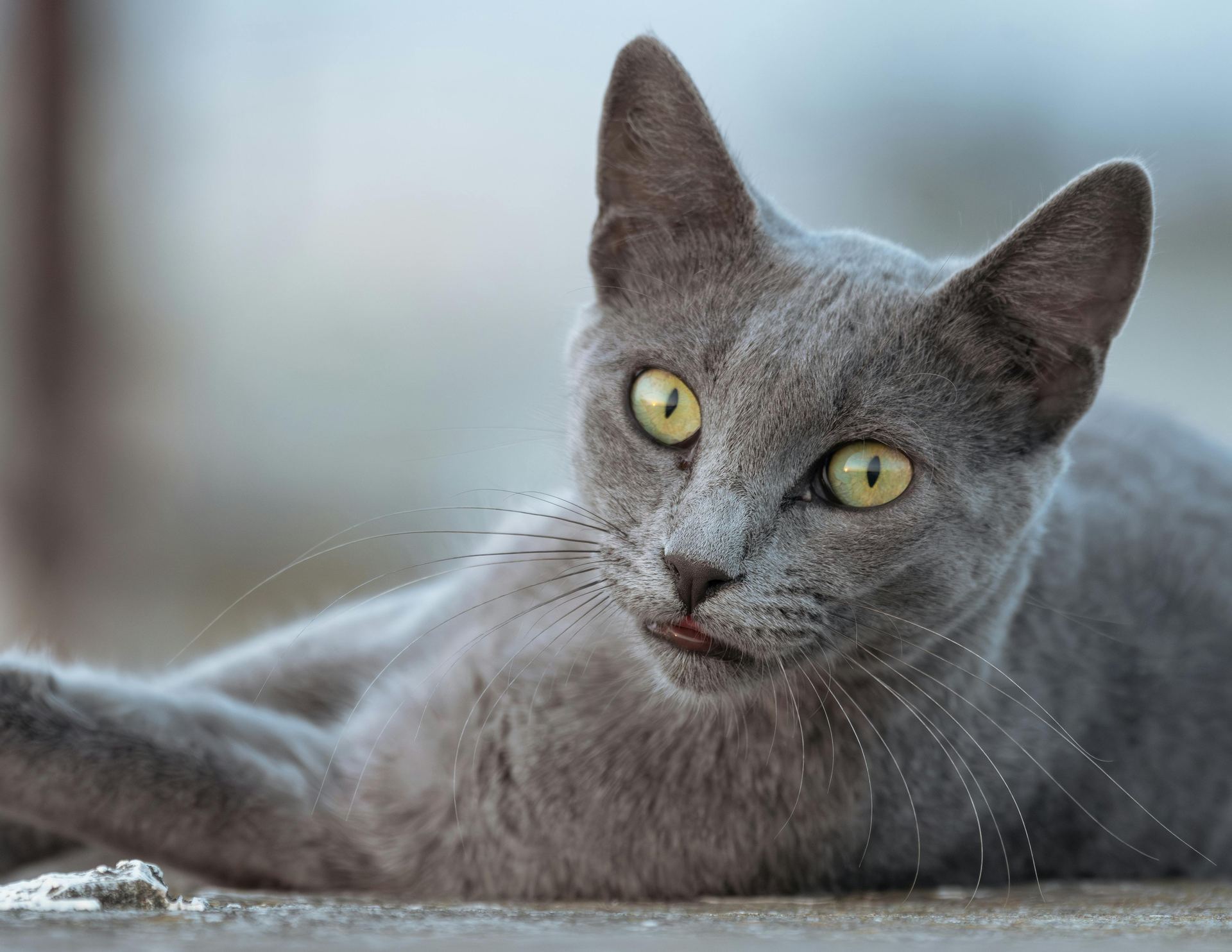 Russian Blue Kitten kitten available in Aklimpur