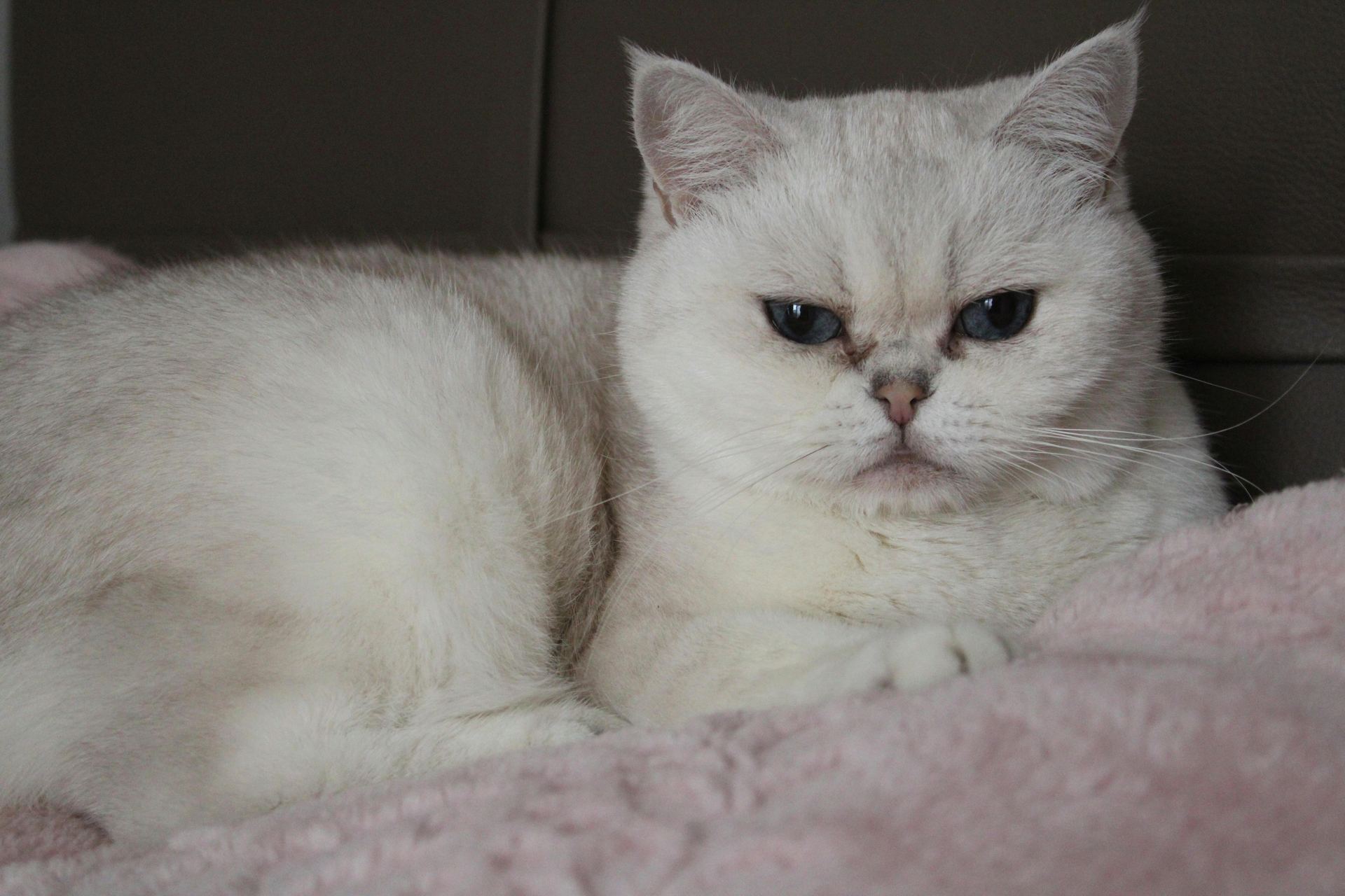 Buy Exotic Short Hair Kittens in Aklimpur