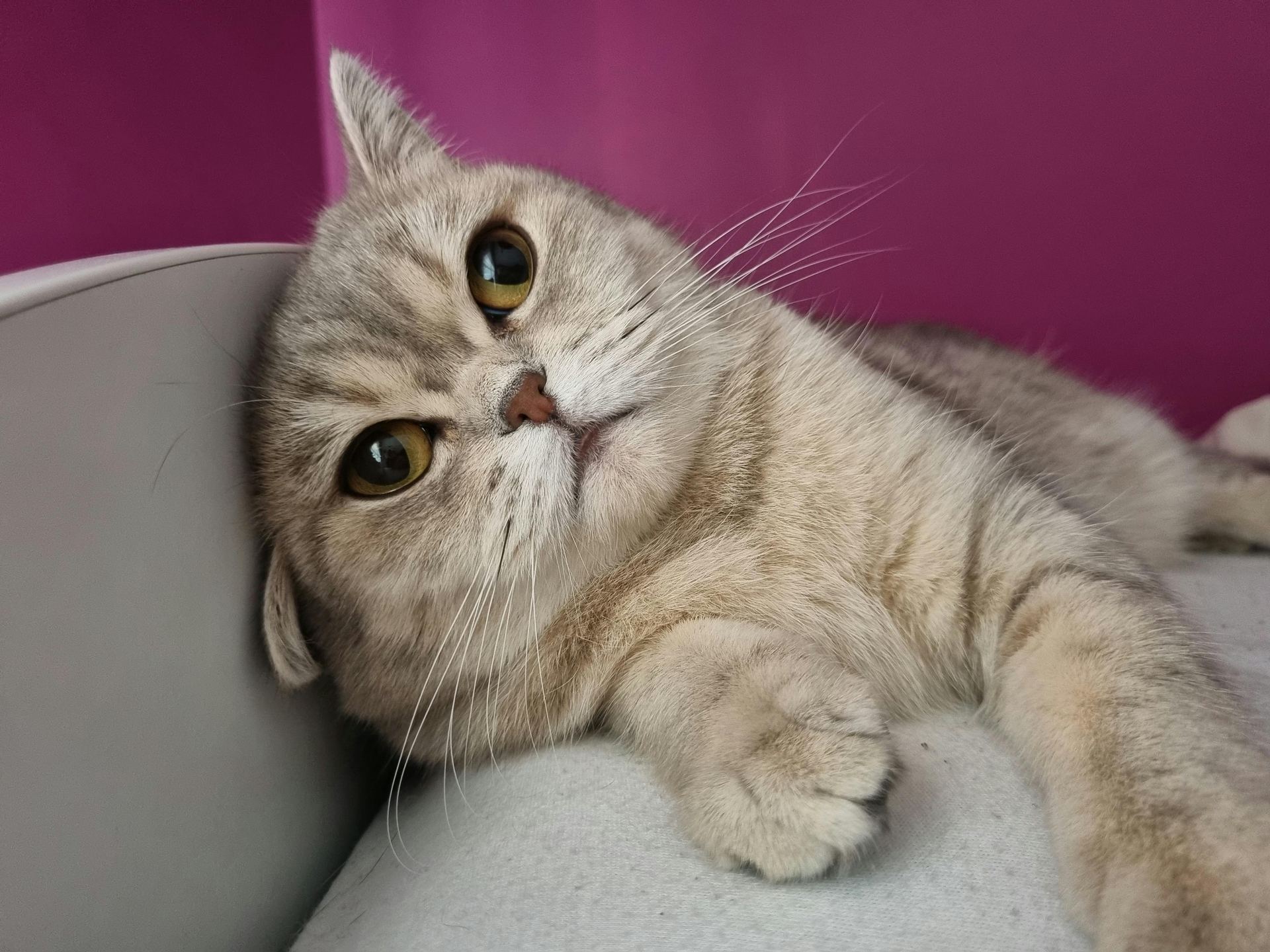 Scottish Fold | Chincila Variations cat in Aklimpur