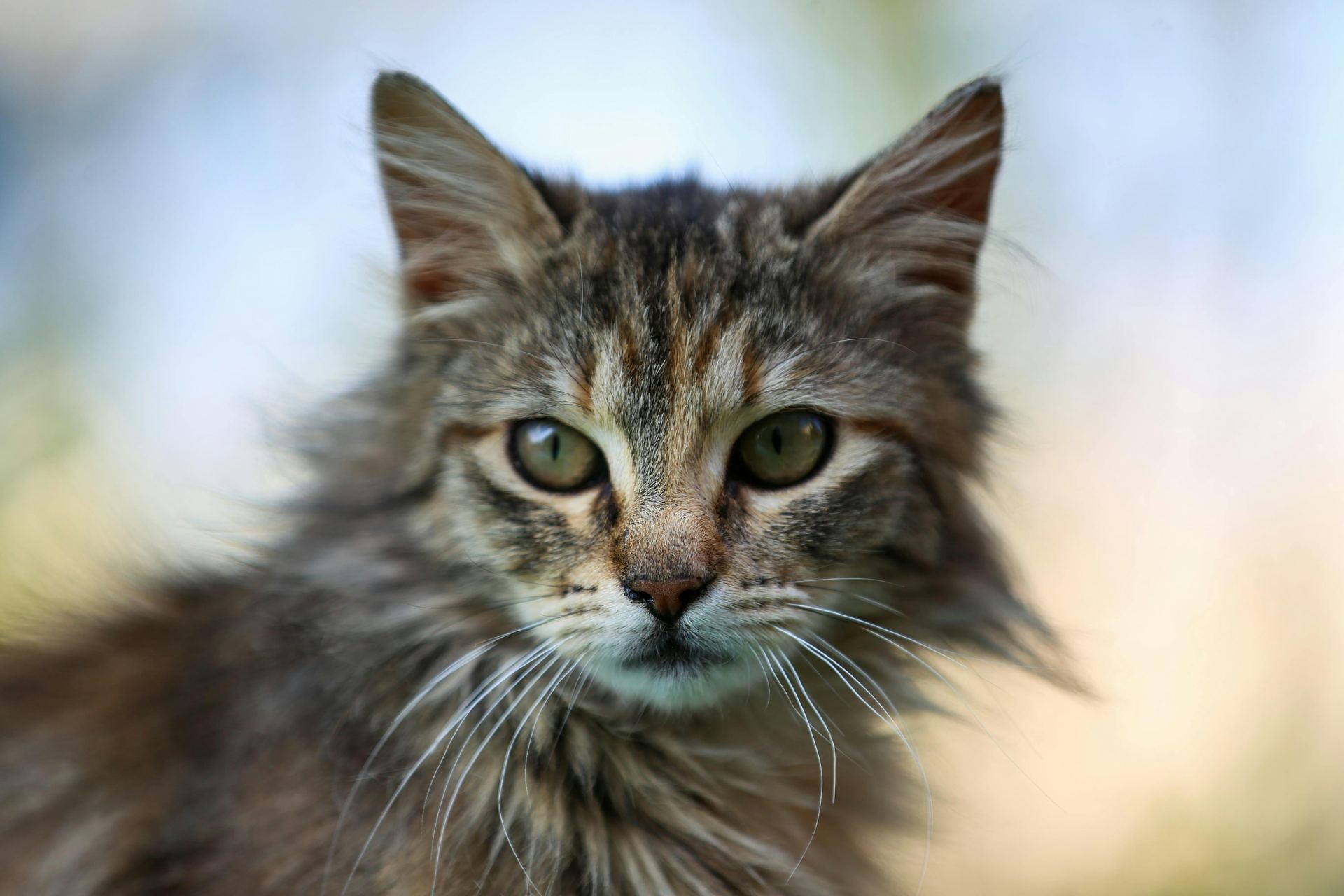 Buy Siberian Kitten in Aklimpur
