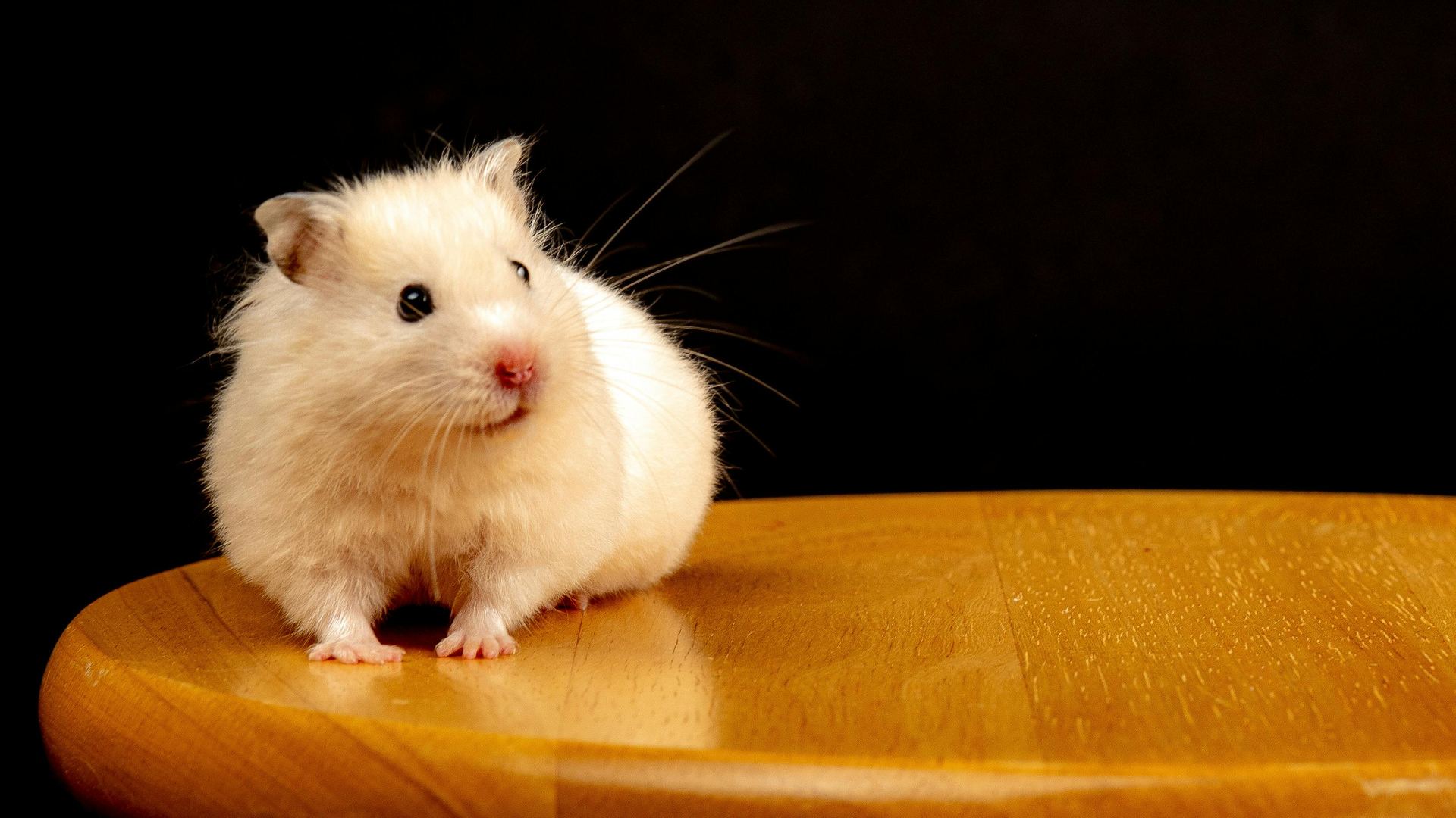 Hamsters small pet in Basharia