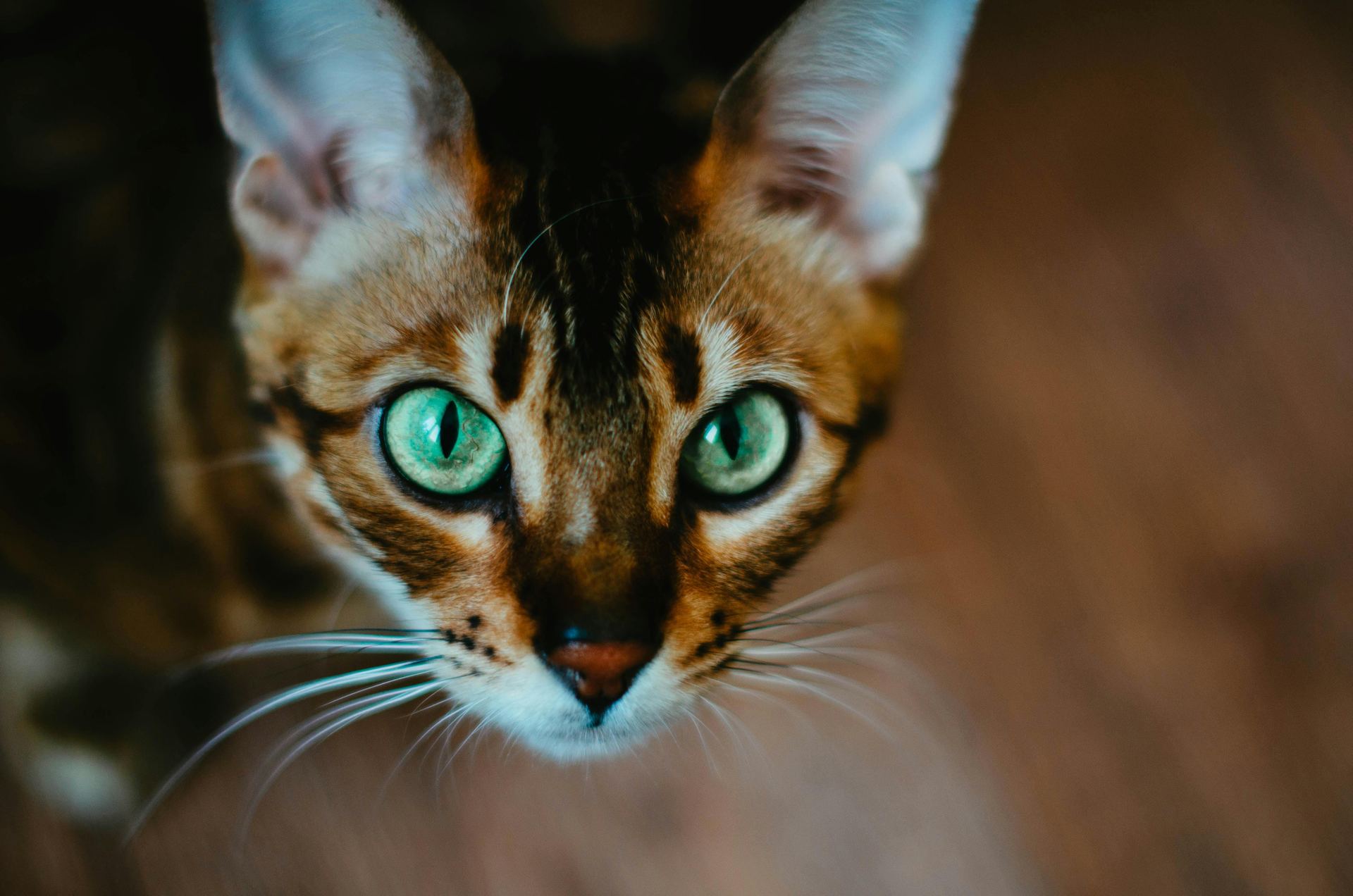 Buy Bengal Kittens in Aklimpur