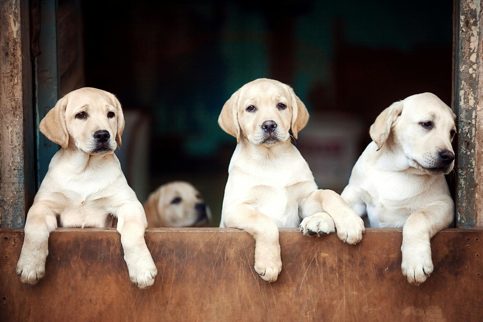 Labrador Retriever Puppy | White Color available in Aklimpur