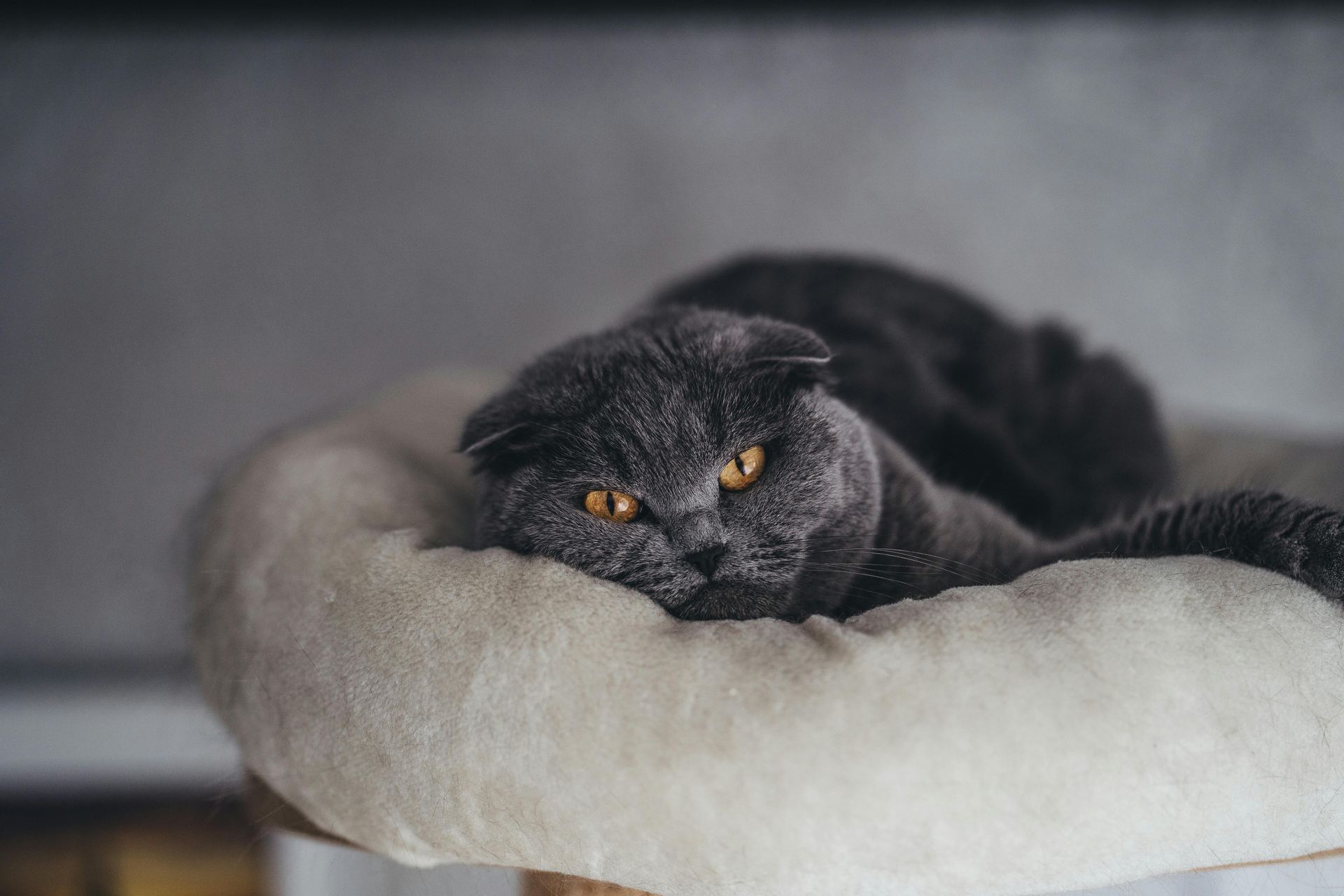 Buy Scottish Fold Kitten | Standard Grey in Ashok Vihar Phase II