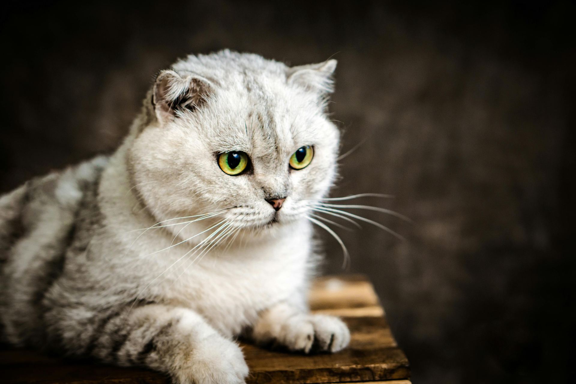 Buy Scottish Fold | Chincila Variations in Aklimpur