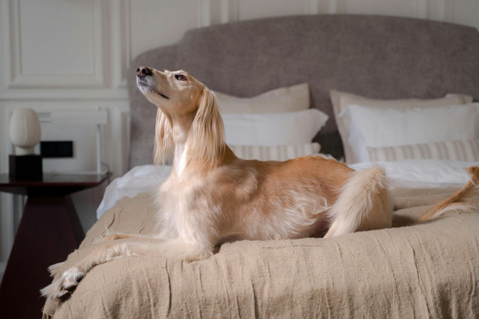 Afghan Hound Puppy available in Ashok Vihar Phase II