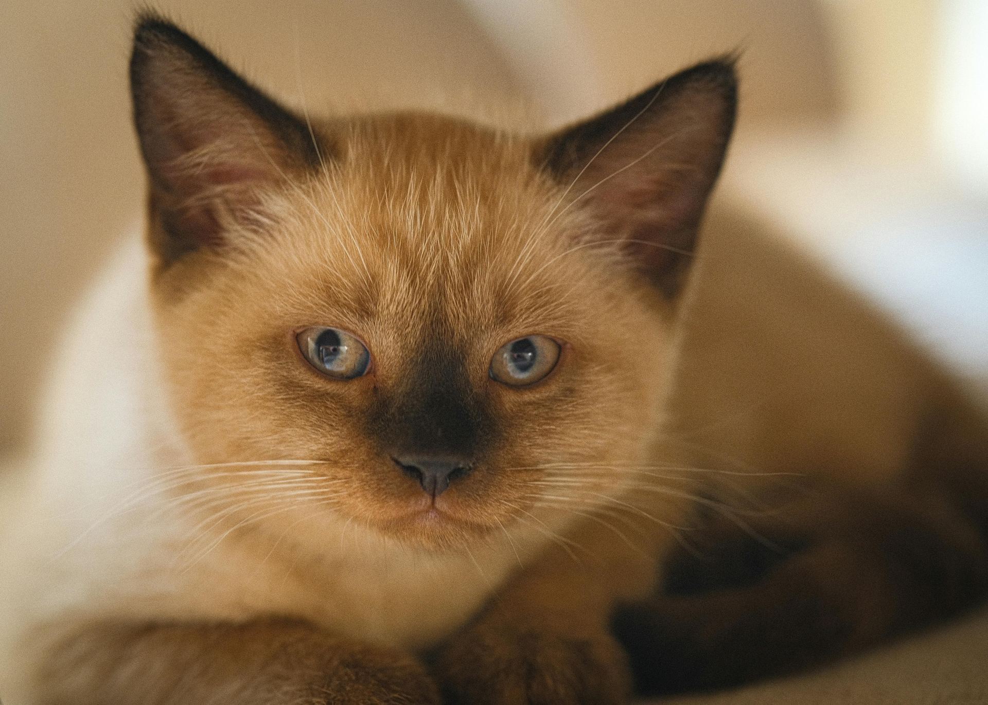 Siamese Kitten kitten available in Aklimpur