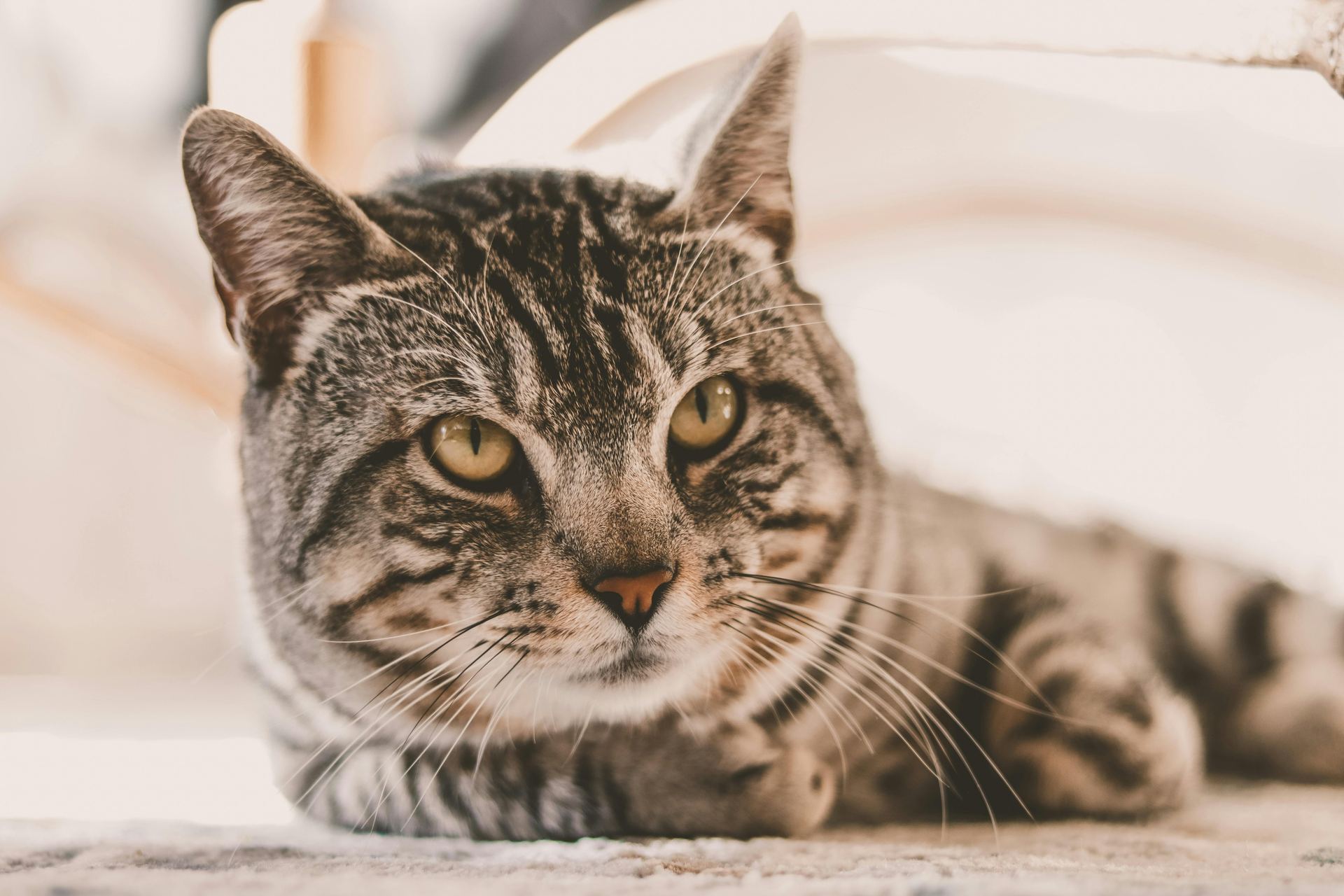 American Short Hair  Kitten cat in Ashok Vihar Phase II