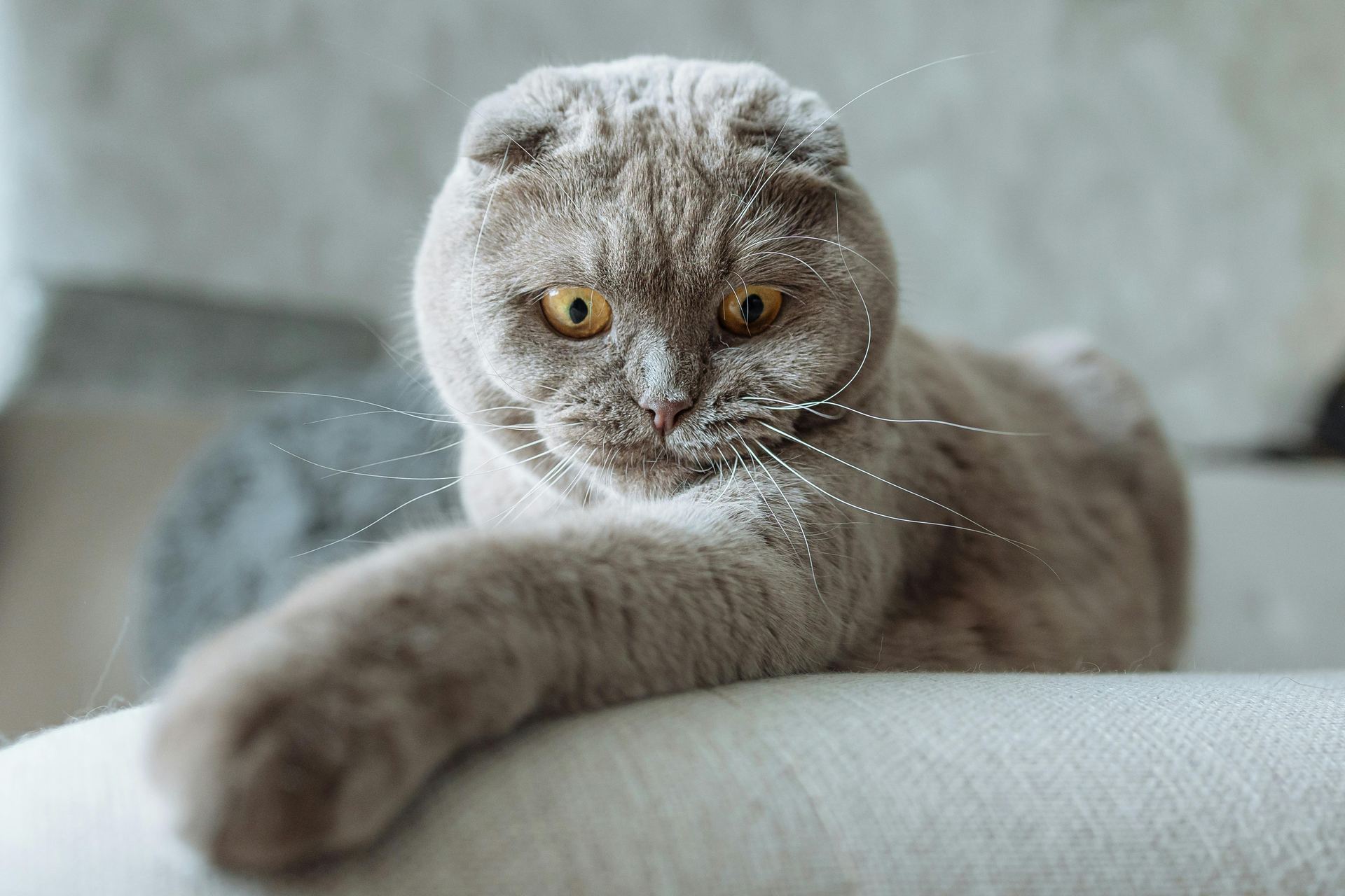 Scottish Fold Kitten | Standard Grey cat in Ashok Vihar Phase II