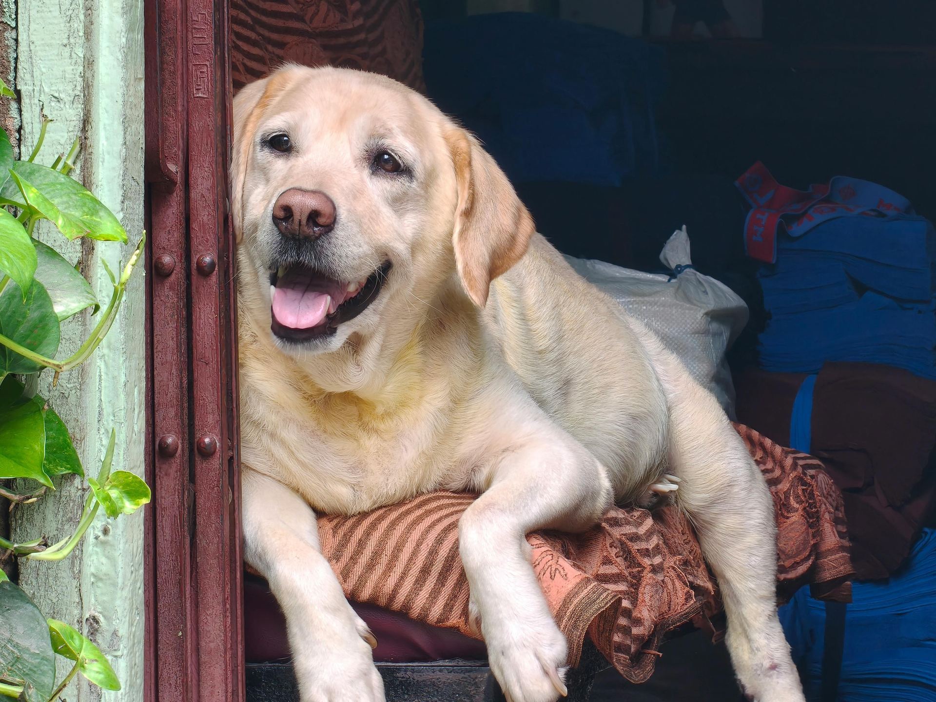 Labrador Retriever Puppy | Fawn Color available in Aklimpur