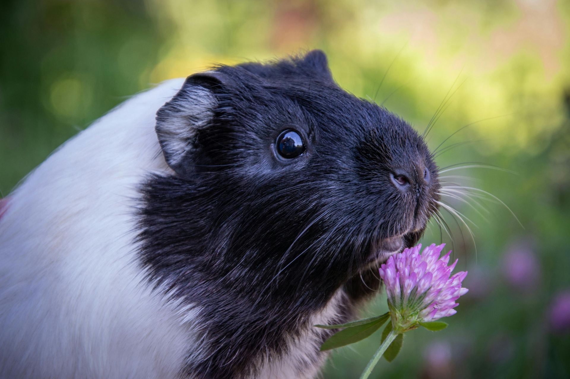 Guinea Pig Babies available in Basharia