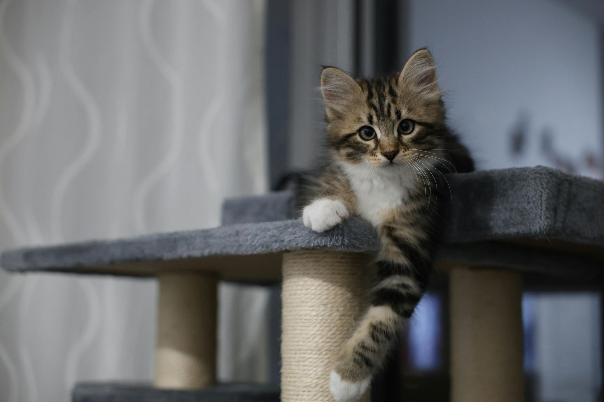 Siberian Kitten cat in Aklimpur