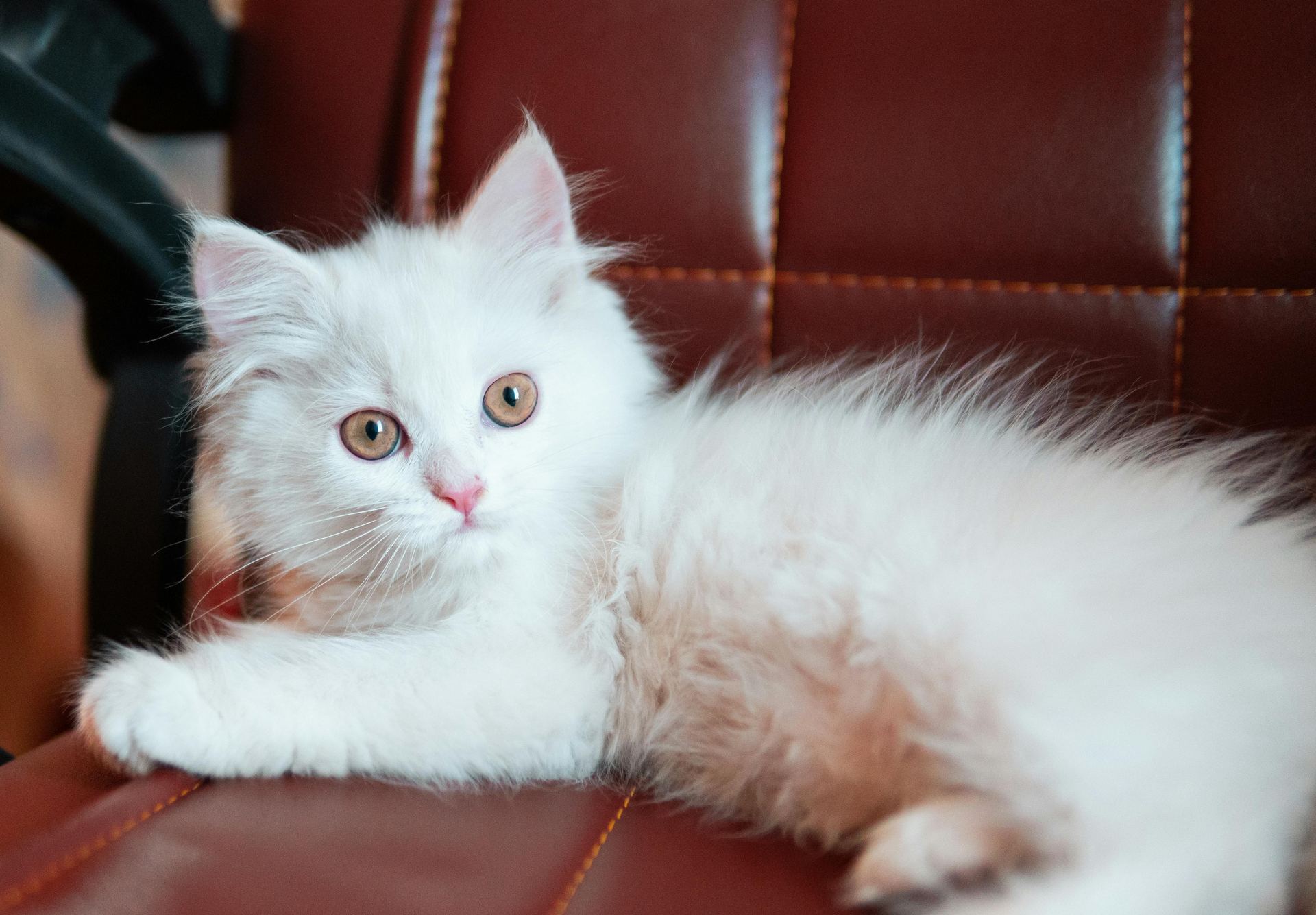 Doll Face Persian Kitten cat in Aklimpur