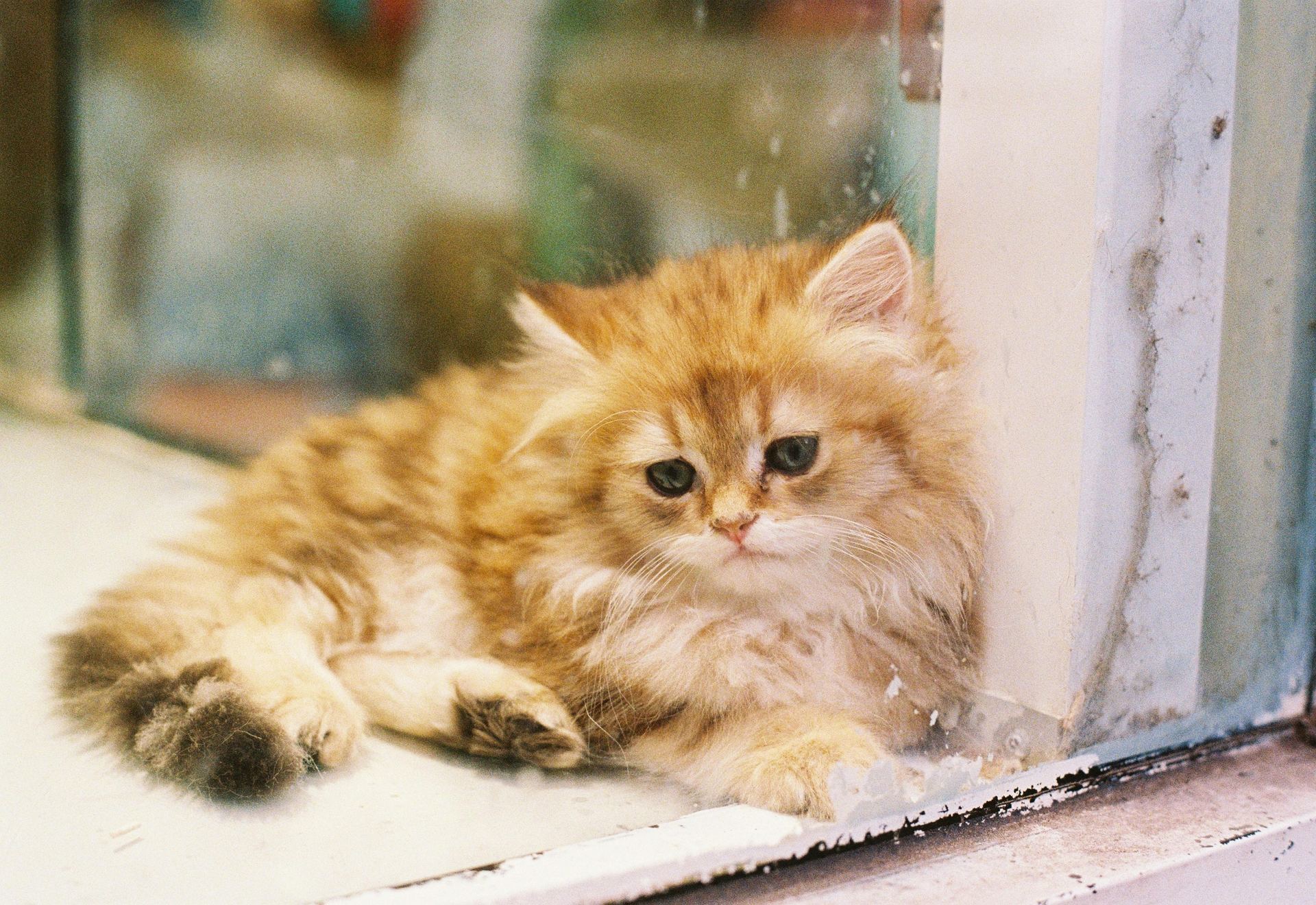 Doll Face Persian Kitten kitten available in Aklimpur